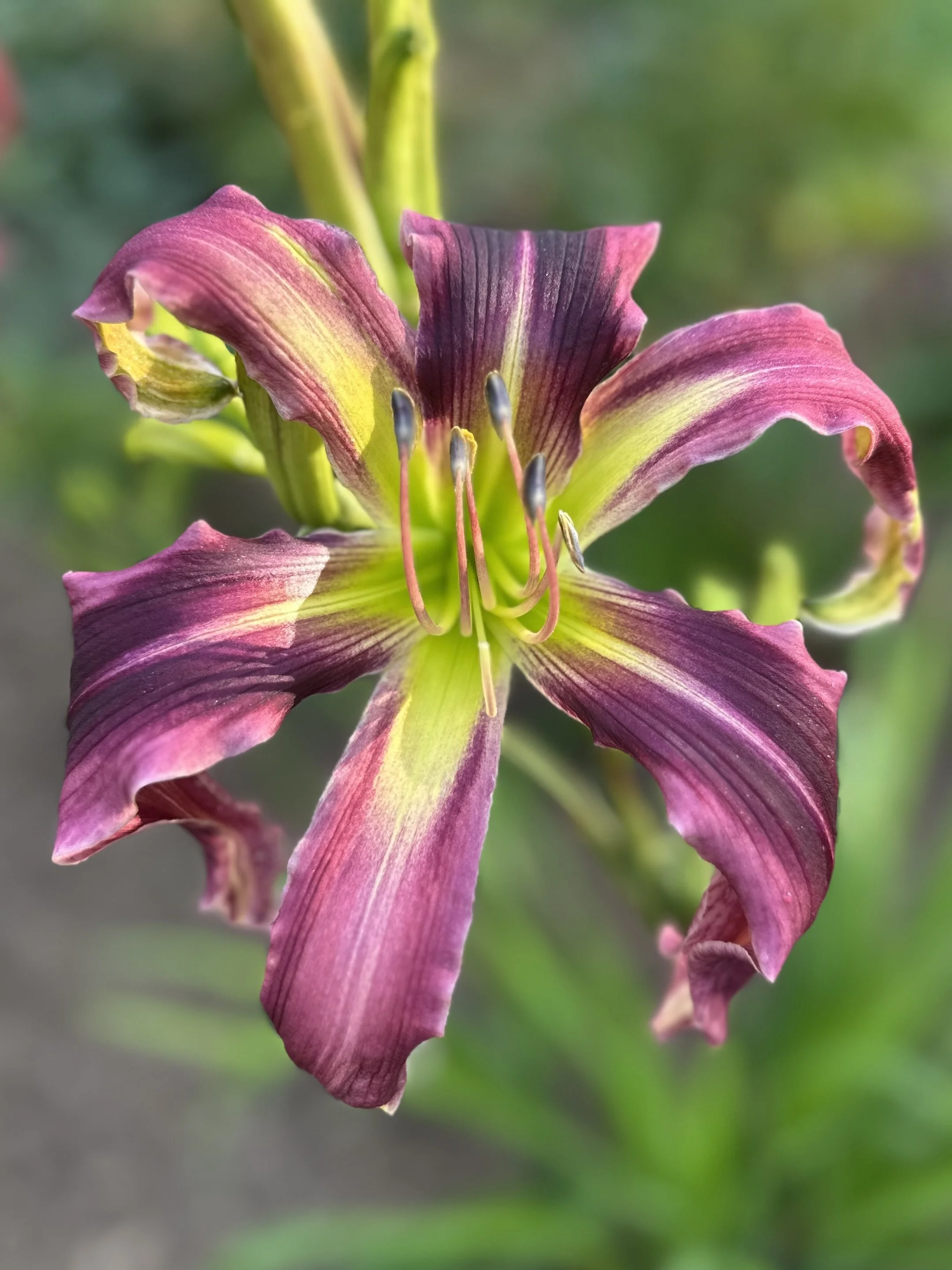 Purple Tarantula2.jpg