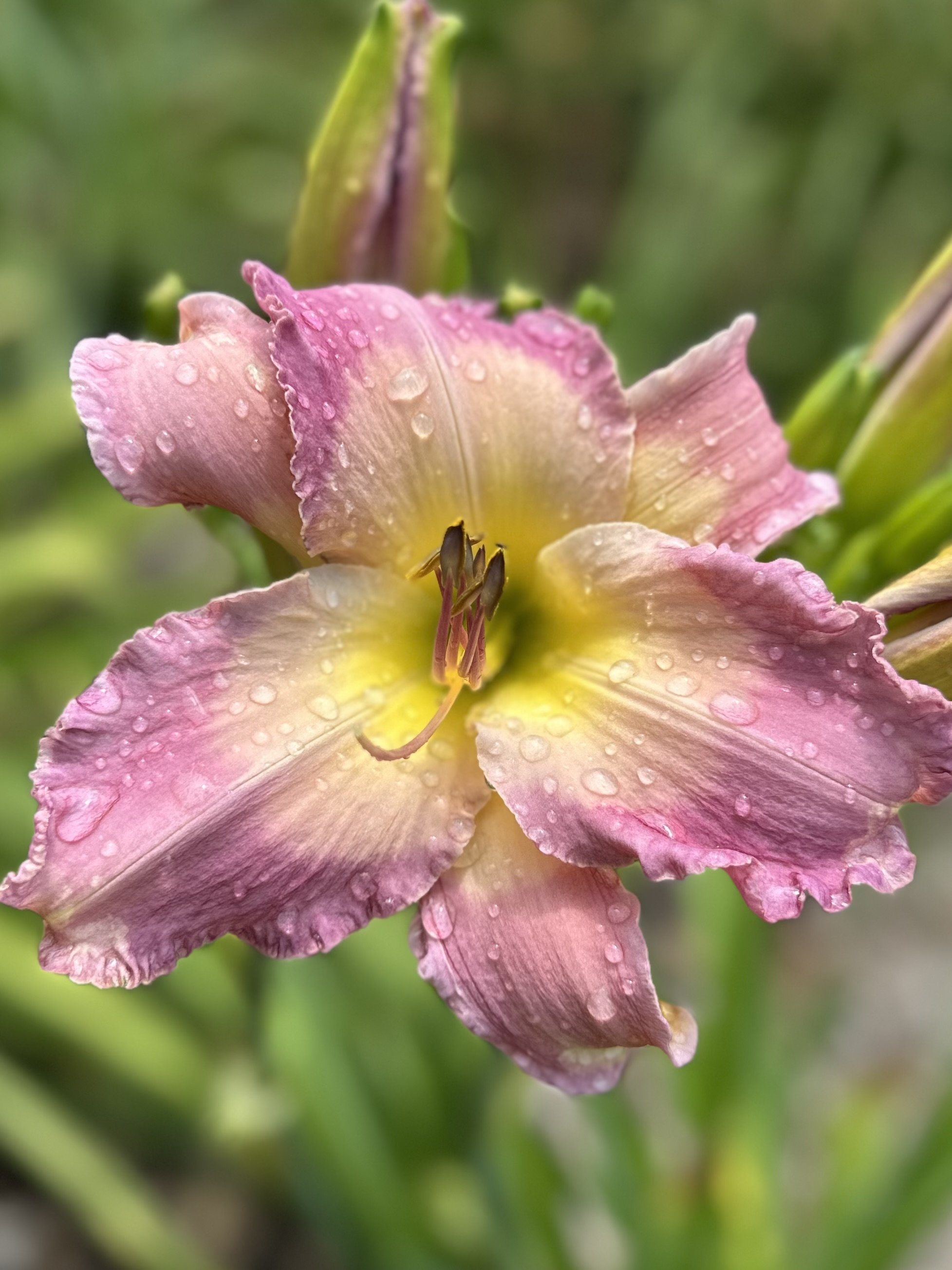 Dr. McGregor's Garden2.jpg