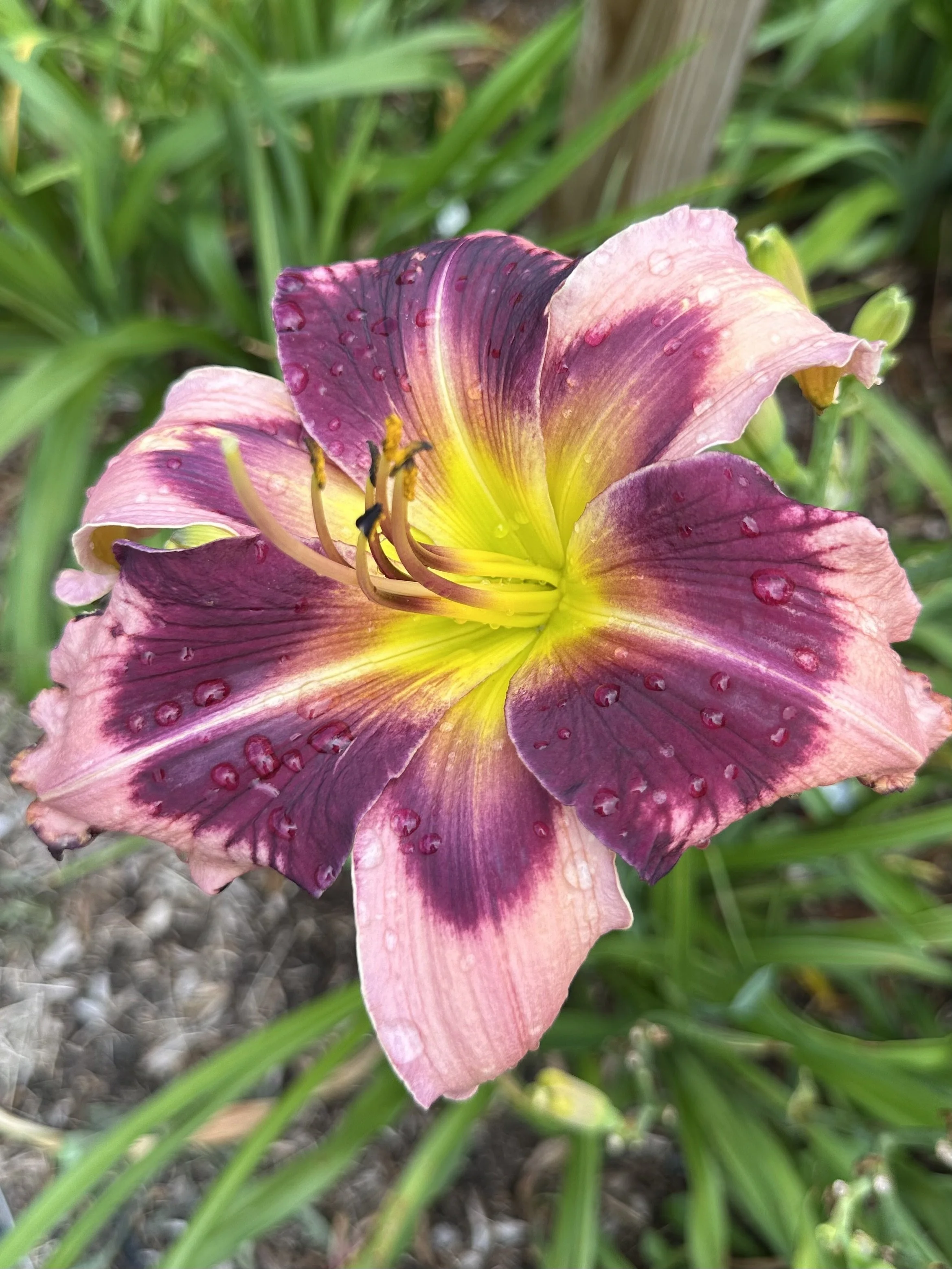 Long Legs Louise1.jpg