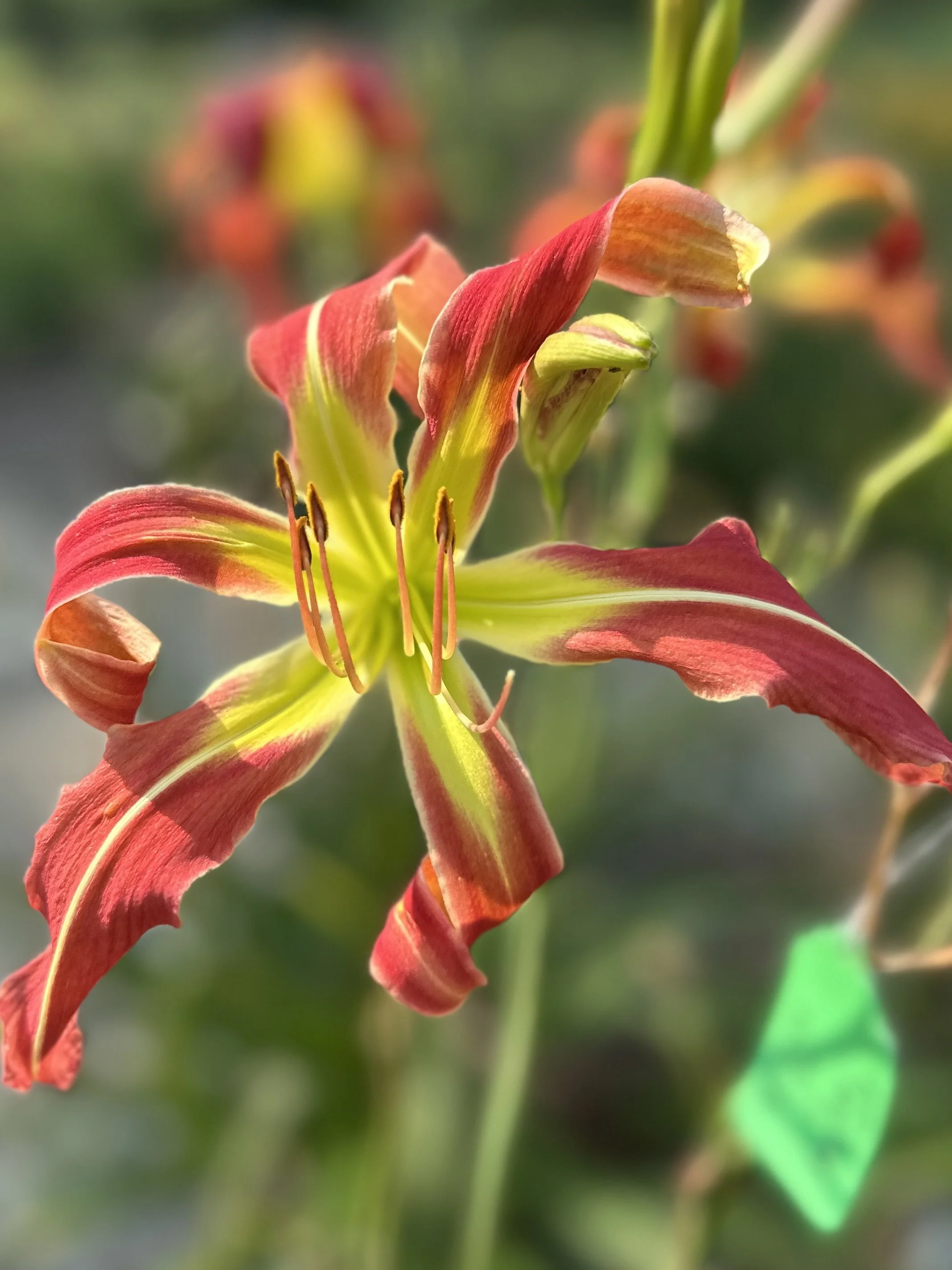 Fifty Ways to Leave Your Cat1.jpeg