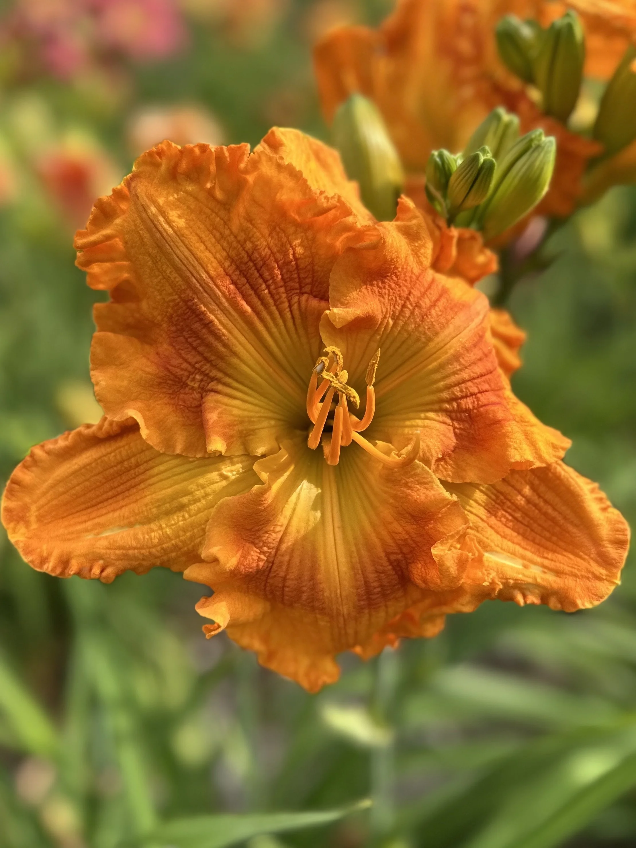 Cosmic Fireball4.jpg