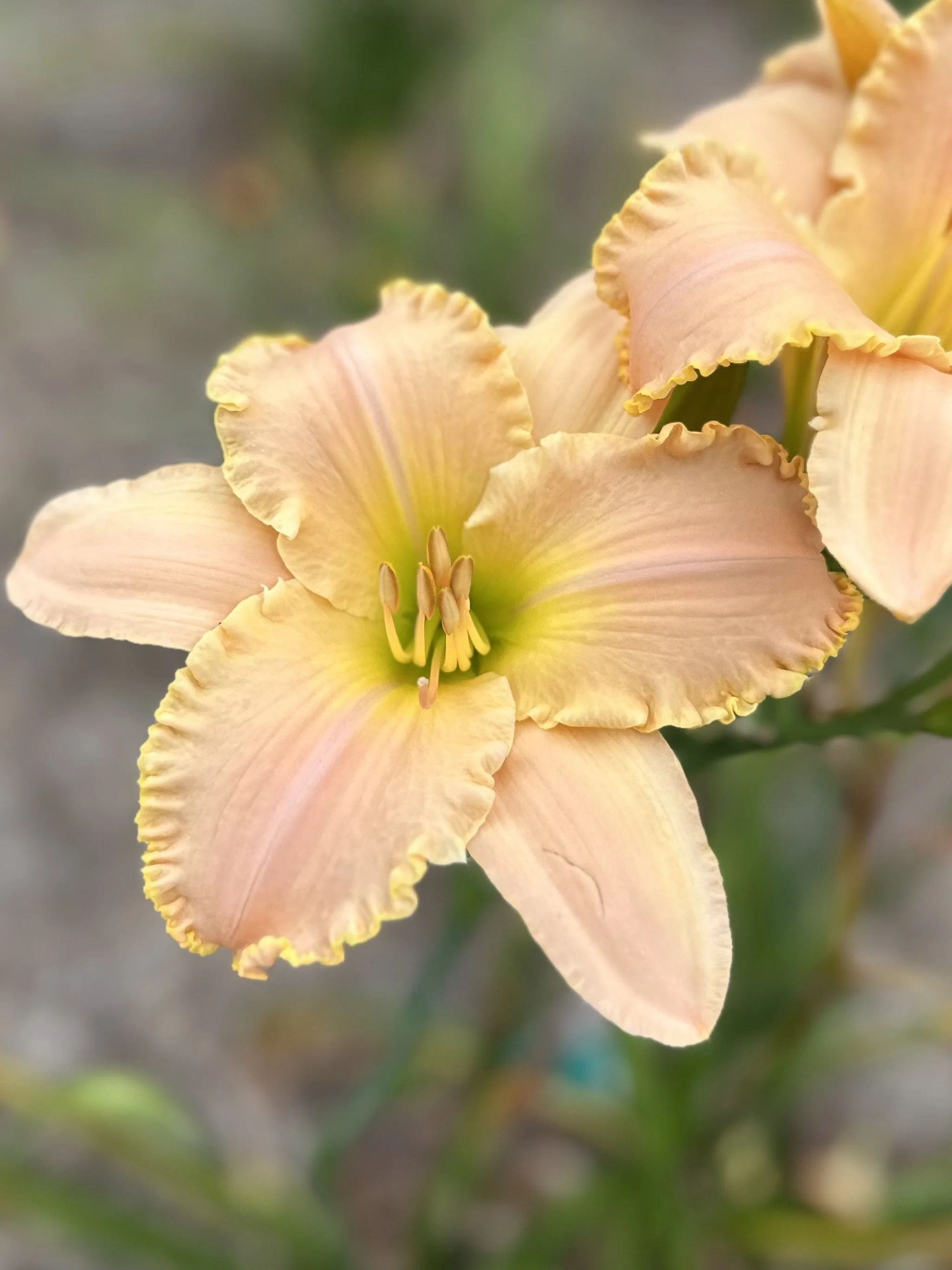 Rainbow Gelato6.jpeg