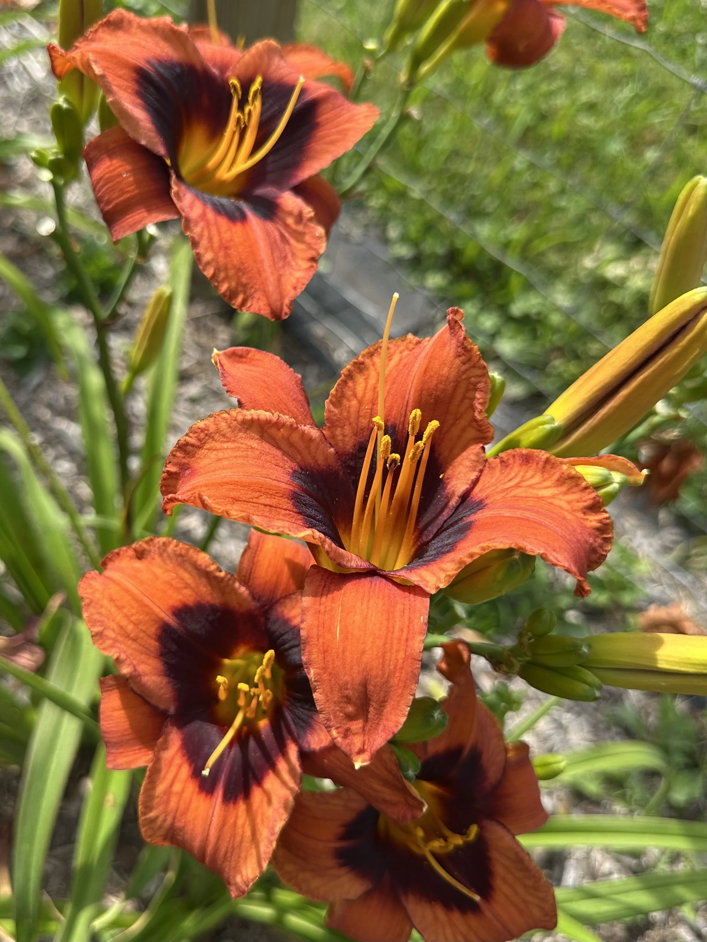 Tomato Soup With Grape Jelly1.jpg