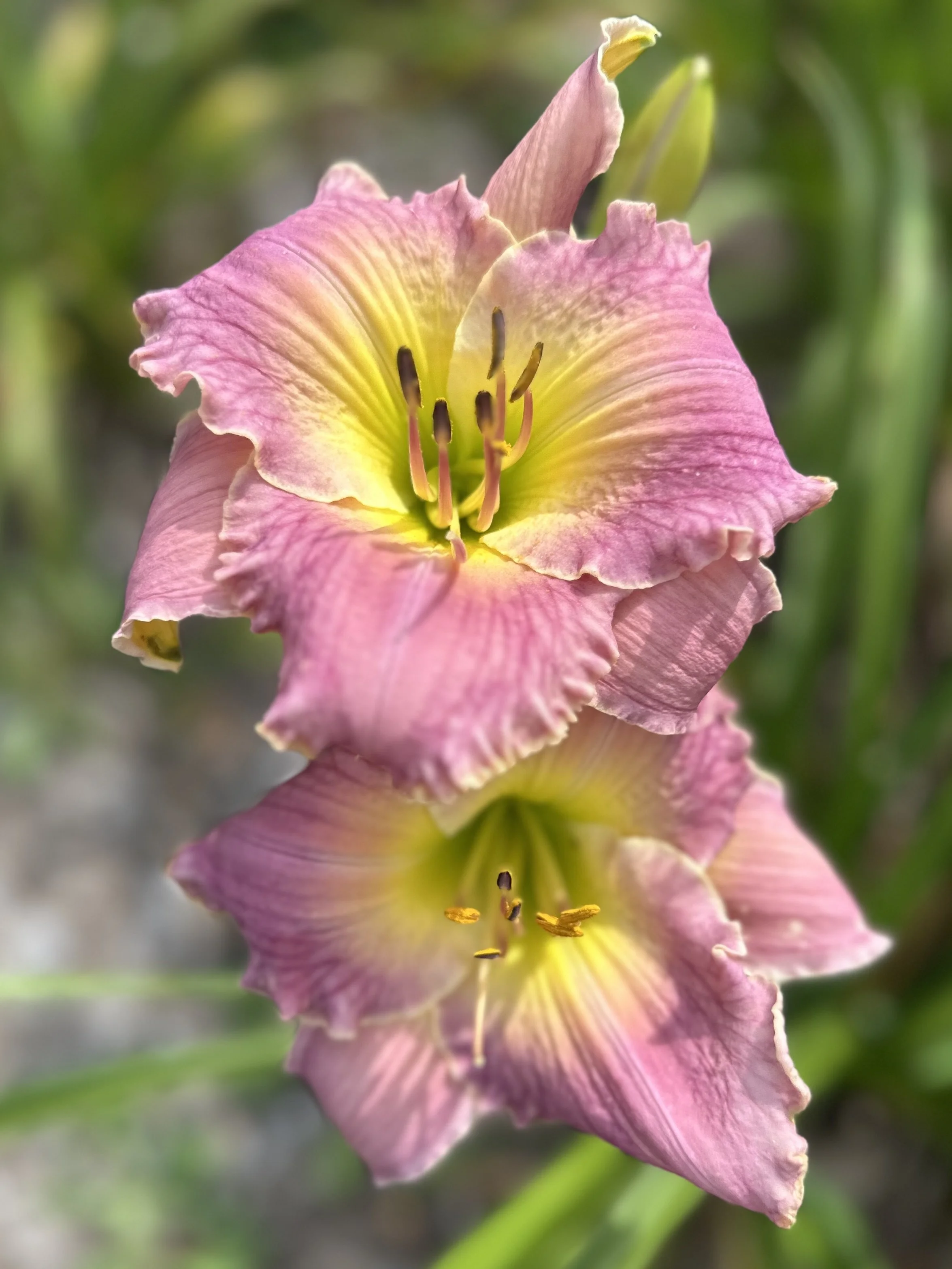 Lavender Panties3.jpeg