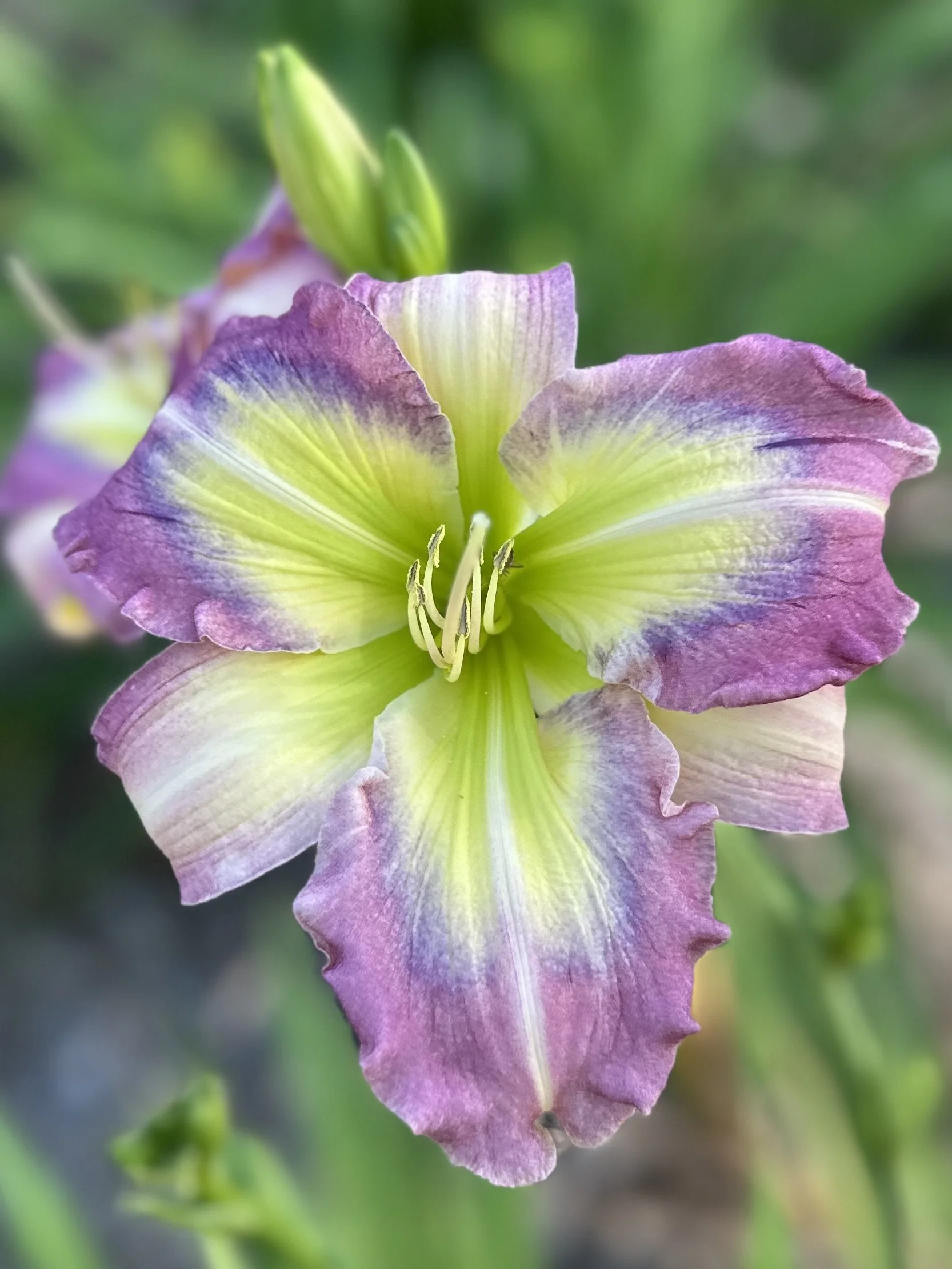 Breathing in Lilacs1.jpg