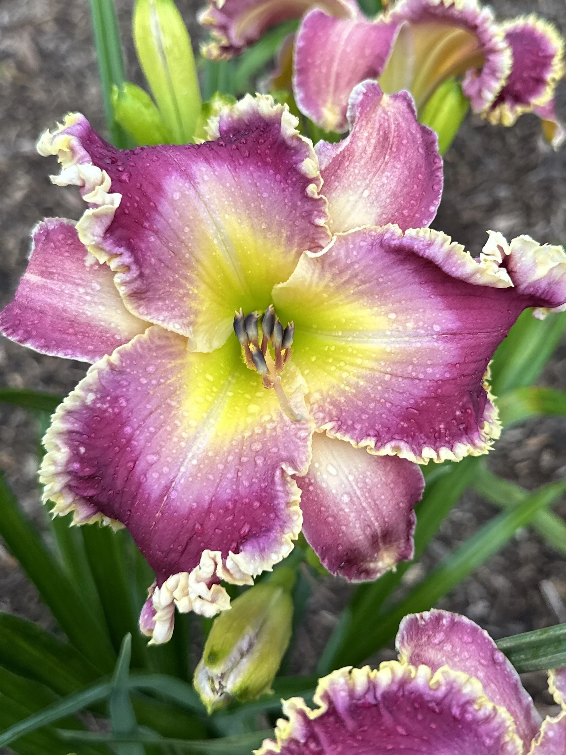 Bloom Machine1.jpg
