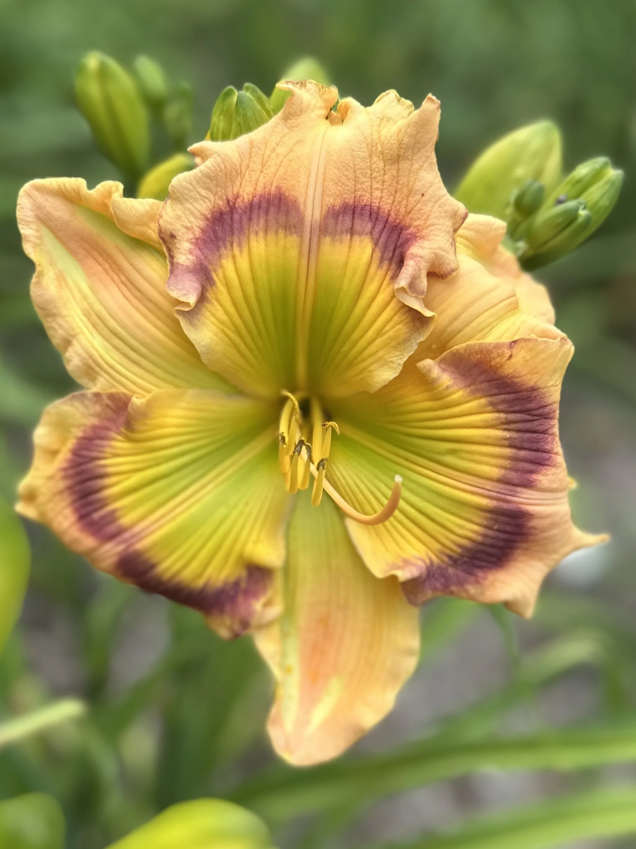 Triumphant Shout3.jpg