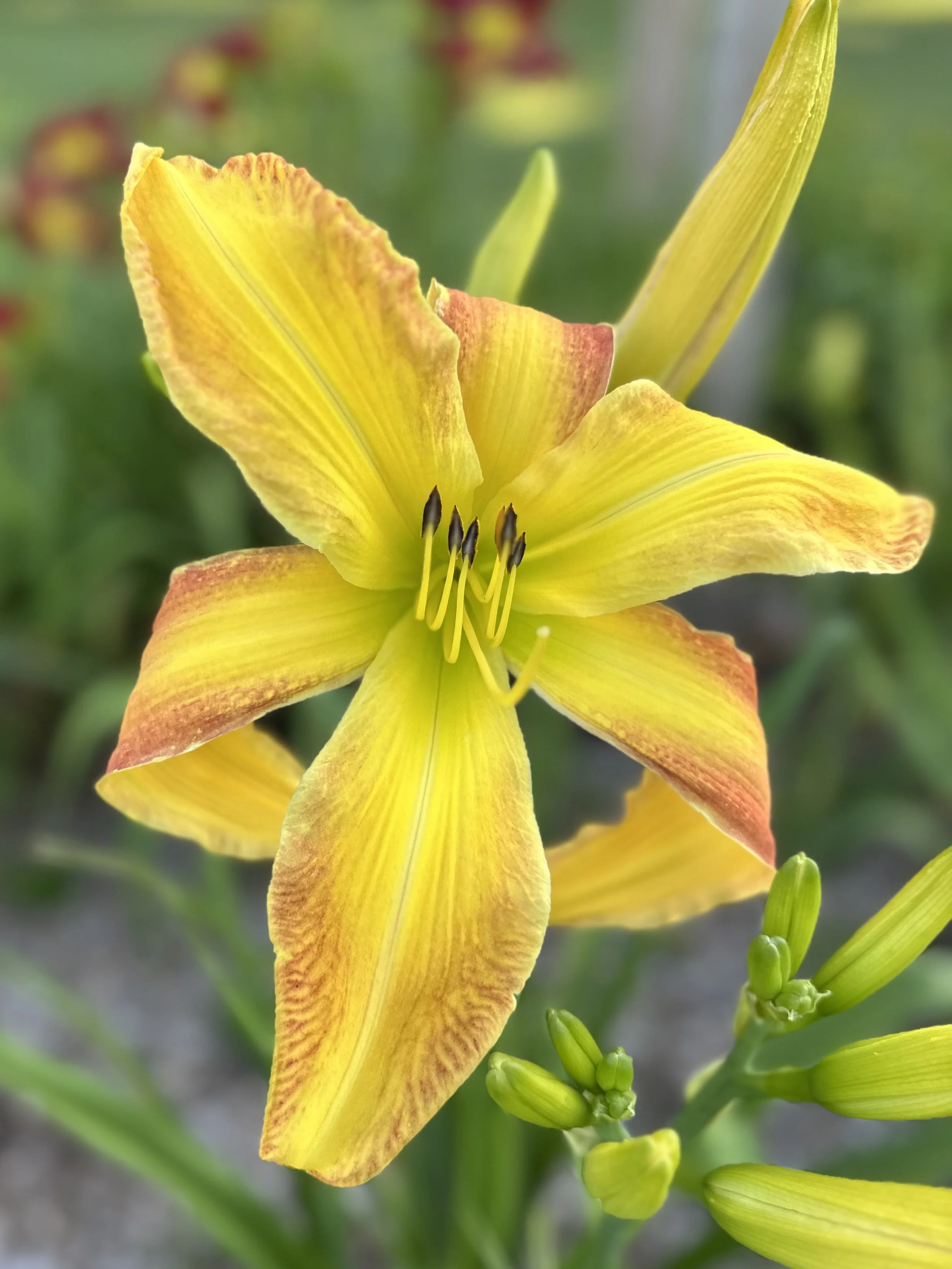 Bee's Clarence Benson1.jpg