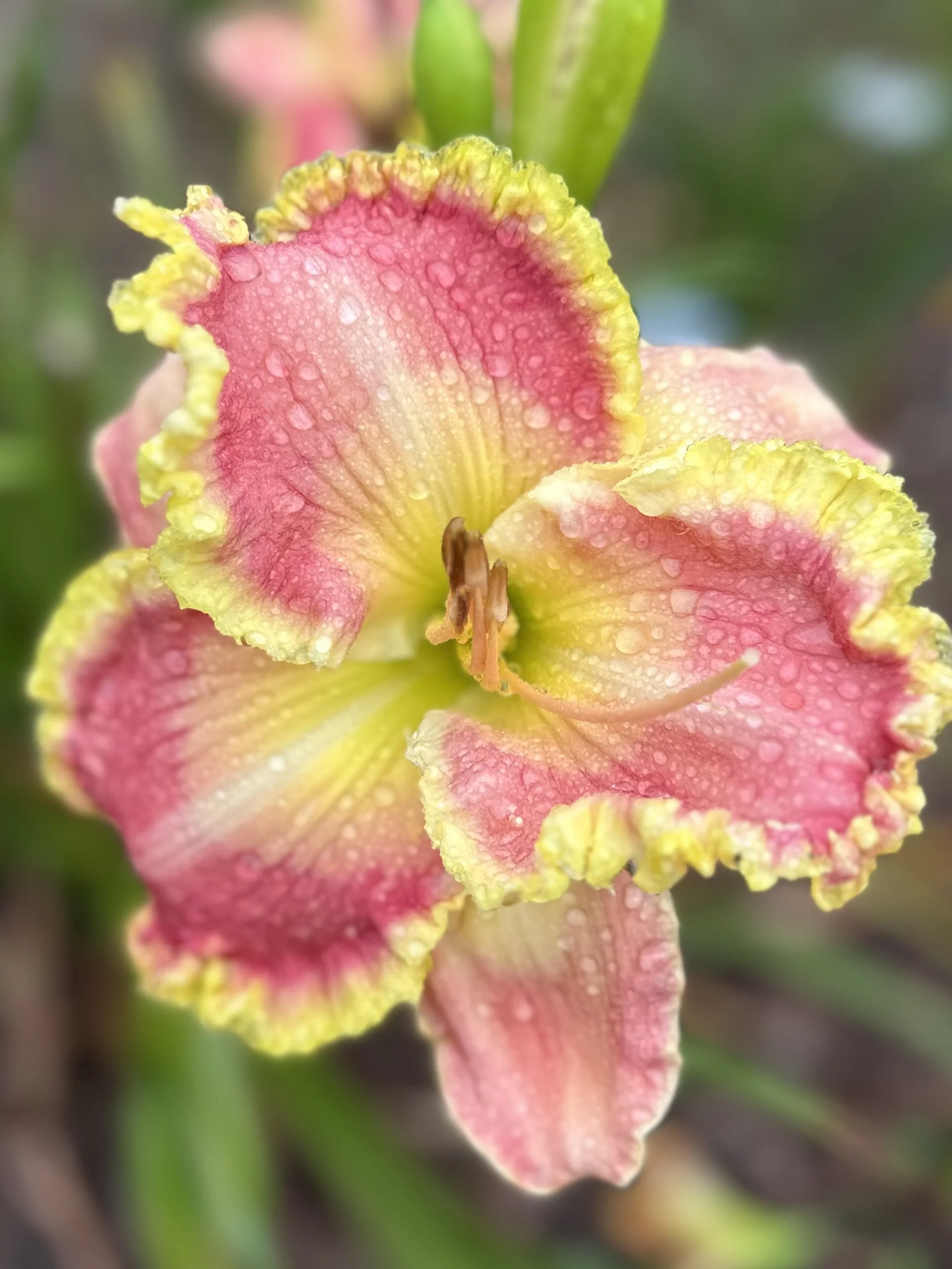 Very Cherry Garcia 2.jpeg