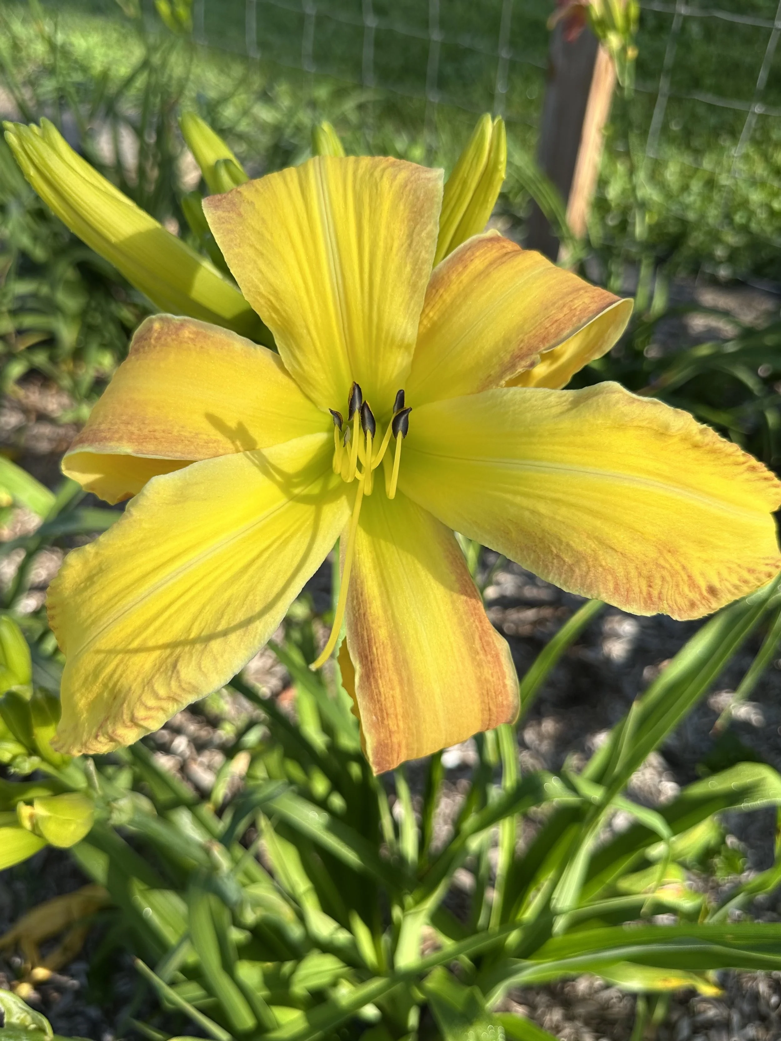 Bee's Clarence Benson2.jpg