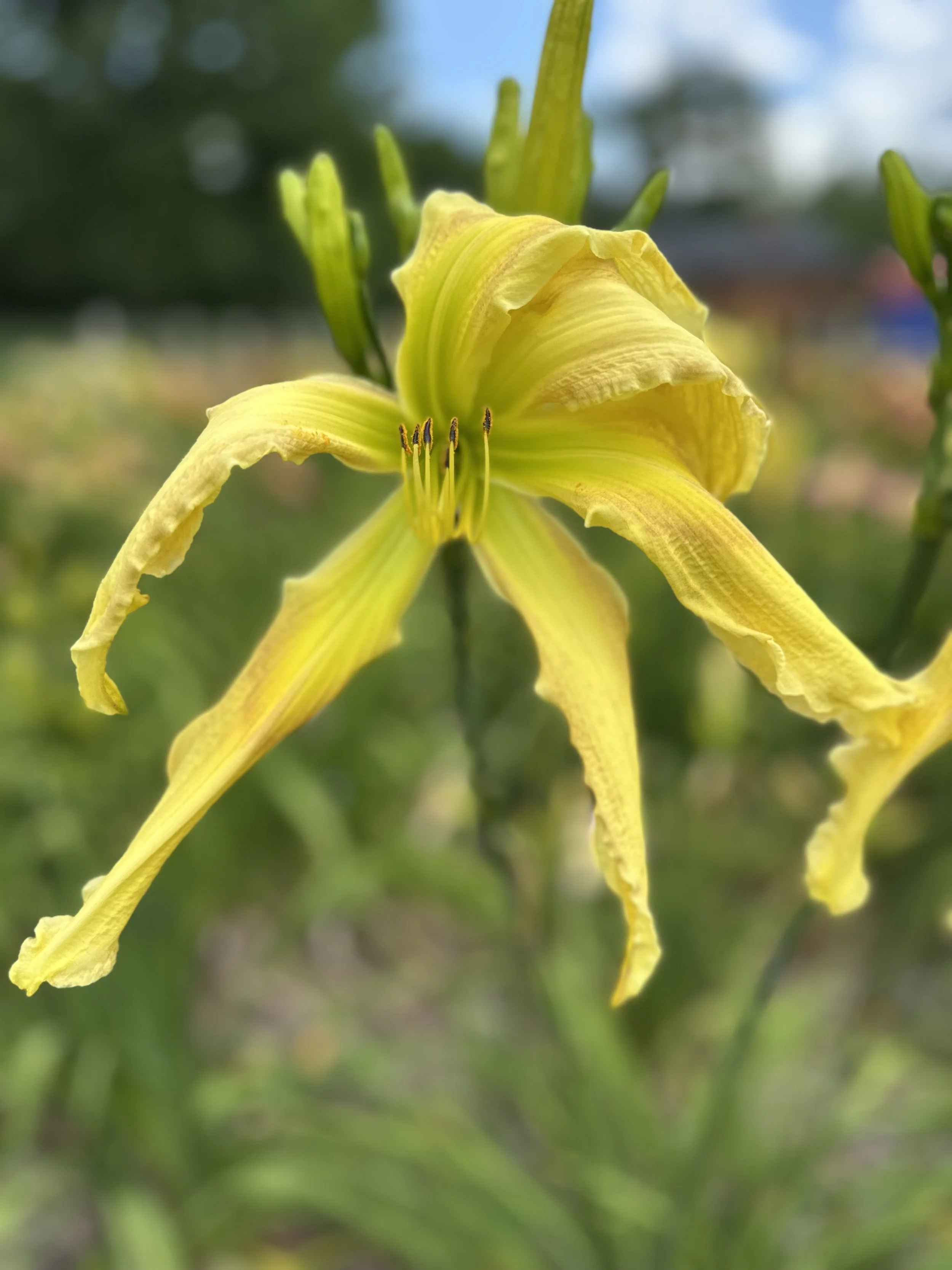 Monsters In The Garden1.jpg