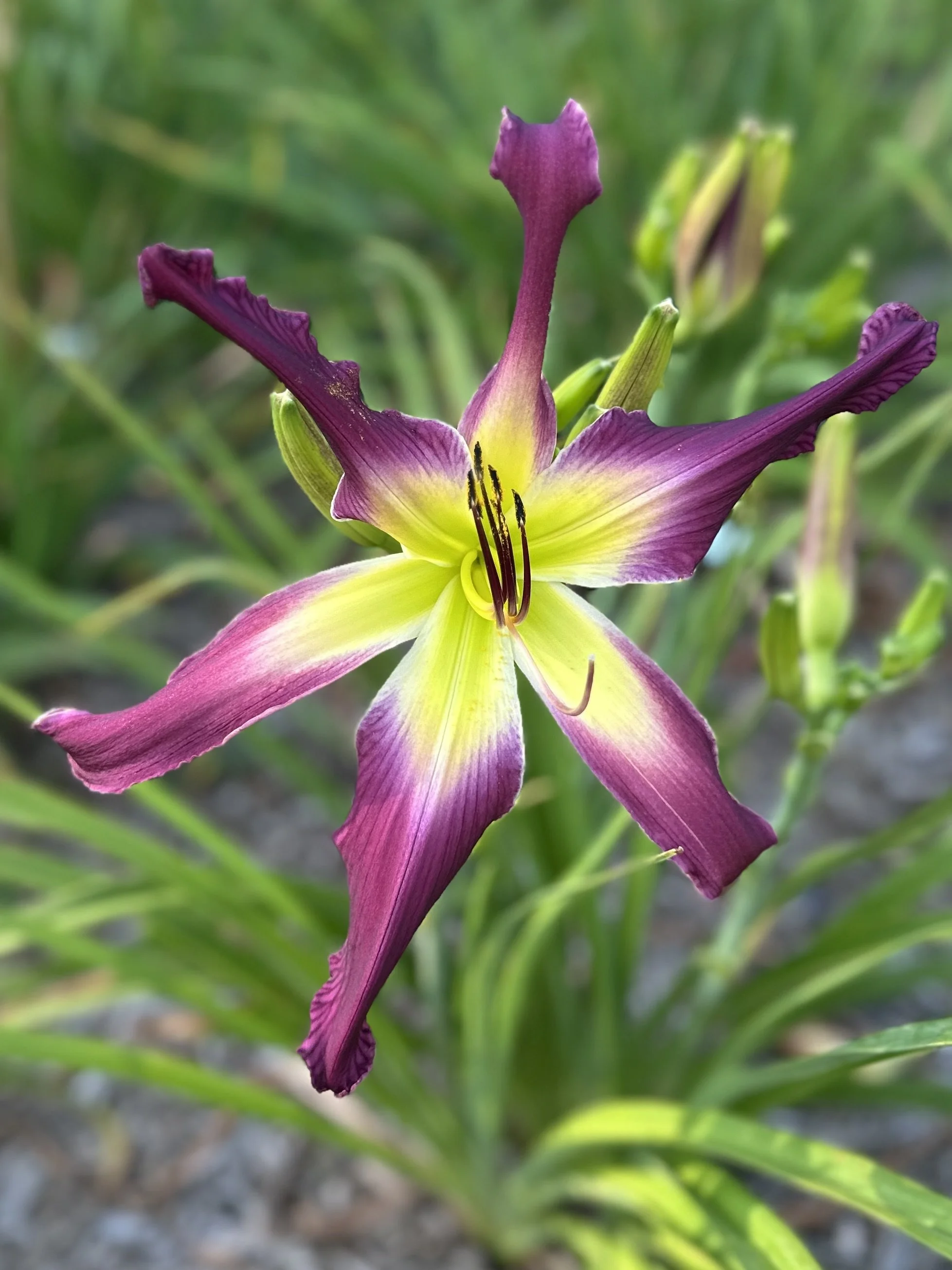Flying Purple People Eater1.jpg