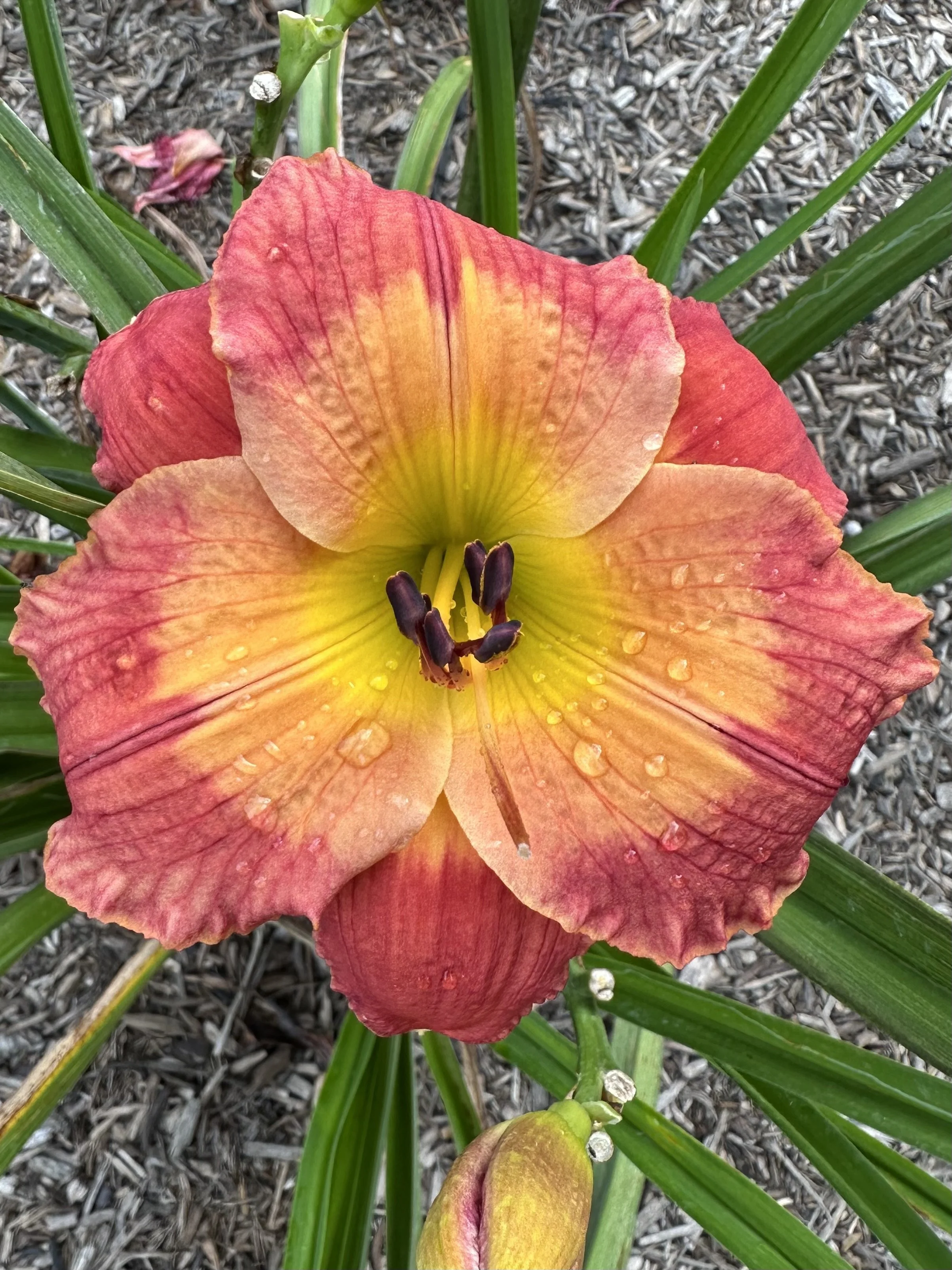 Navajo Warrior4.jpeg