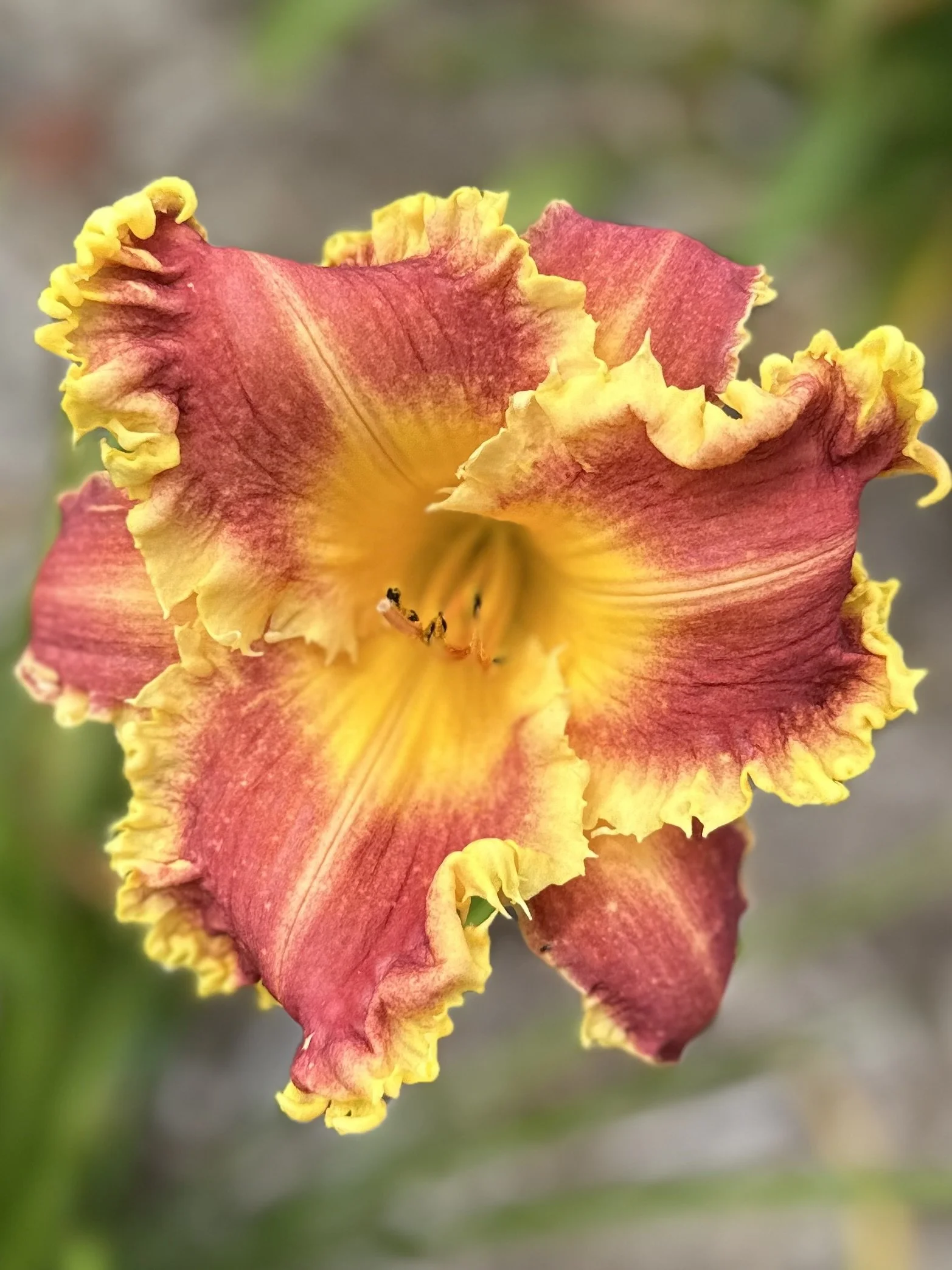 Forestlake Devil's Mistress1.jpg