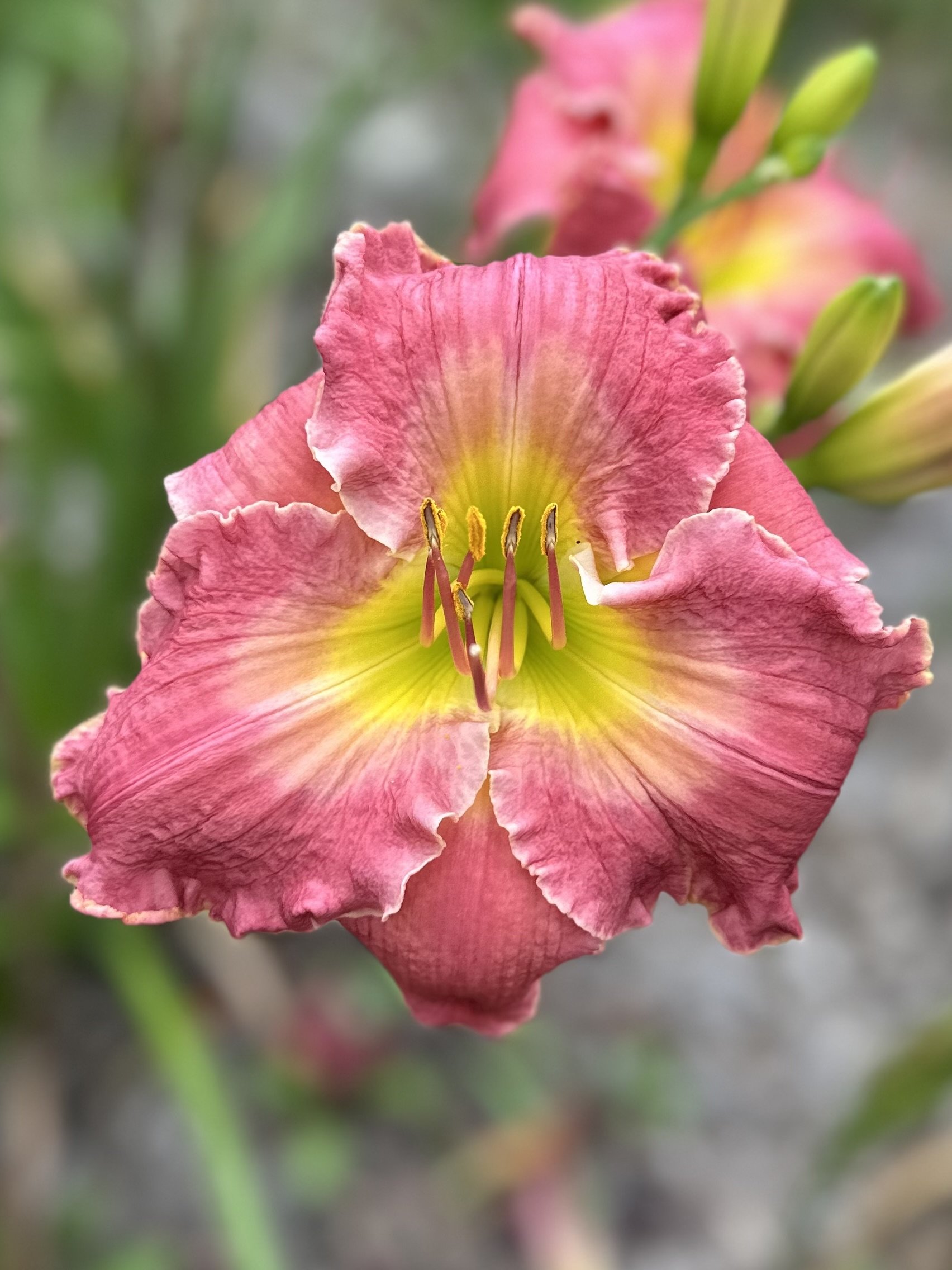 Occupy Your Garden4.jpeg