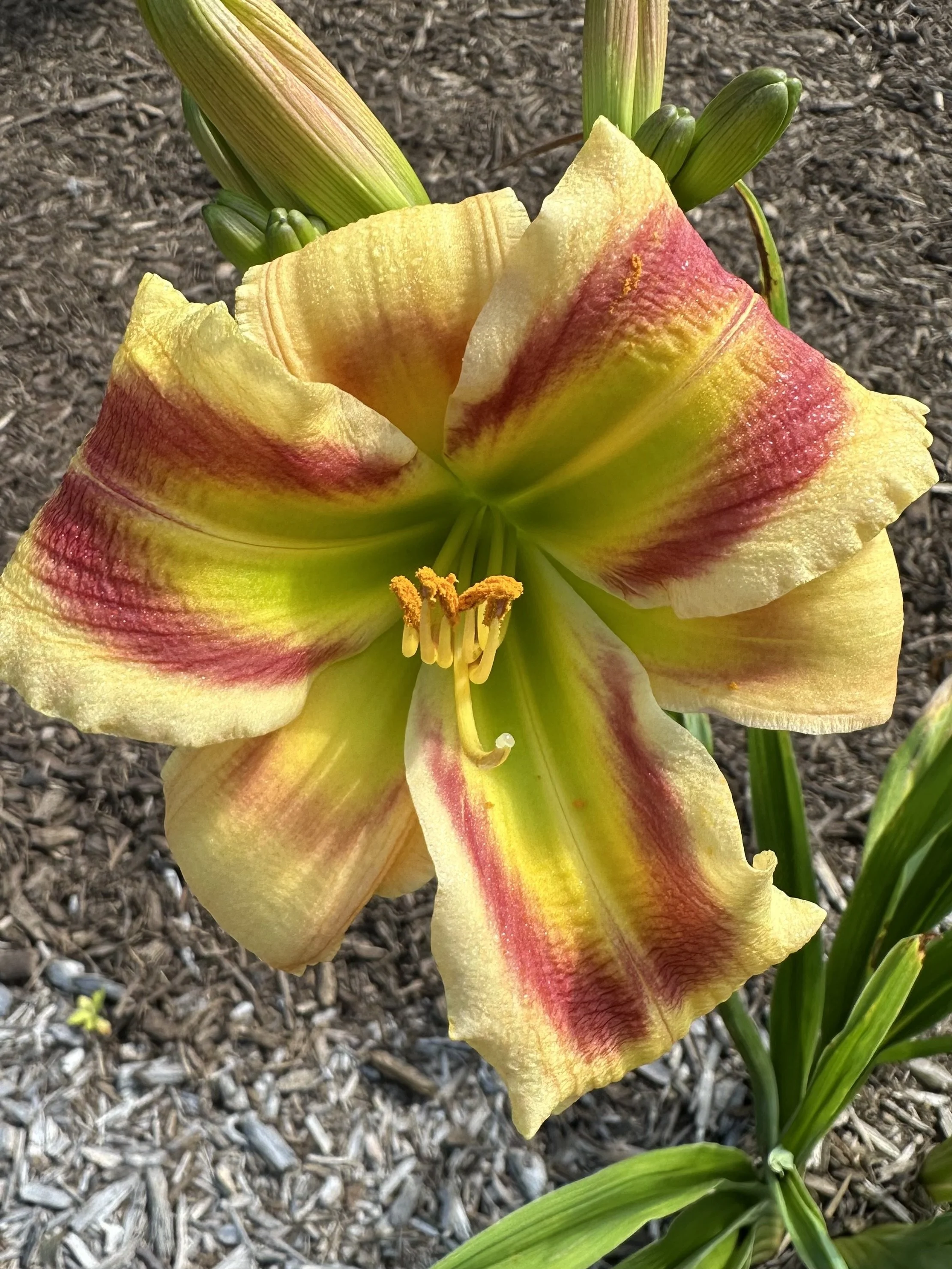 Summertime Punch1.jpg