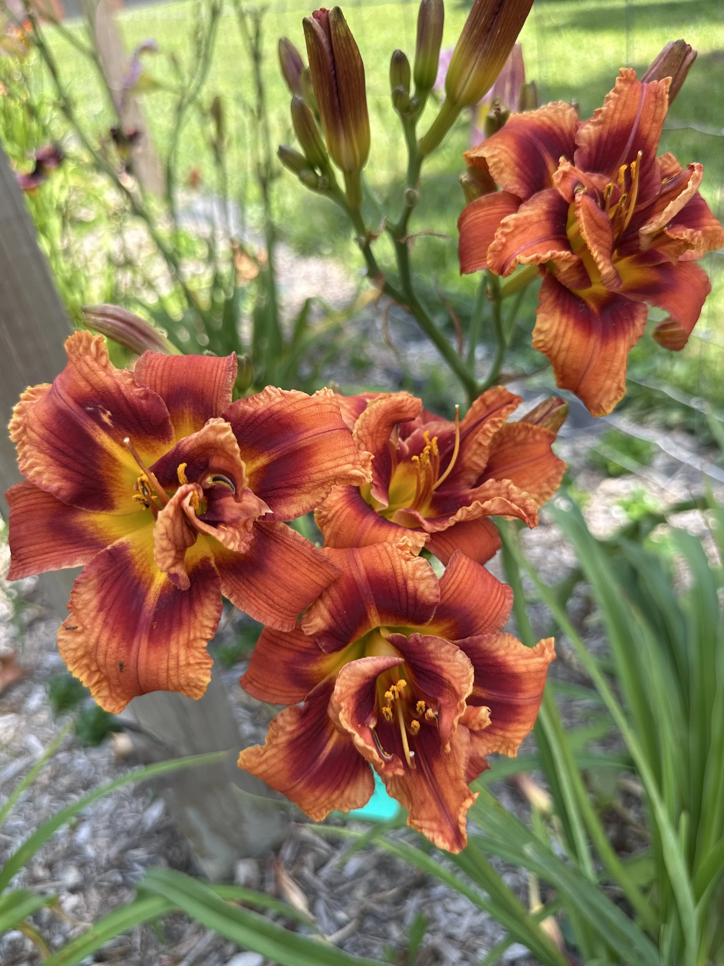 Bernie's Other Brother1.jpg