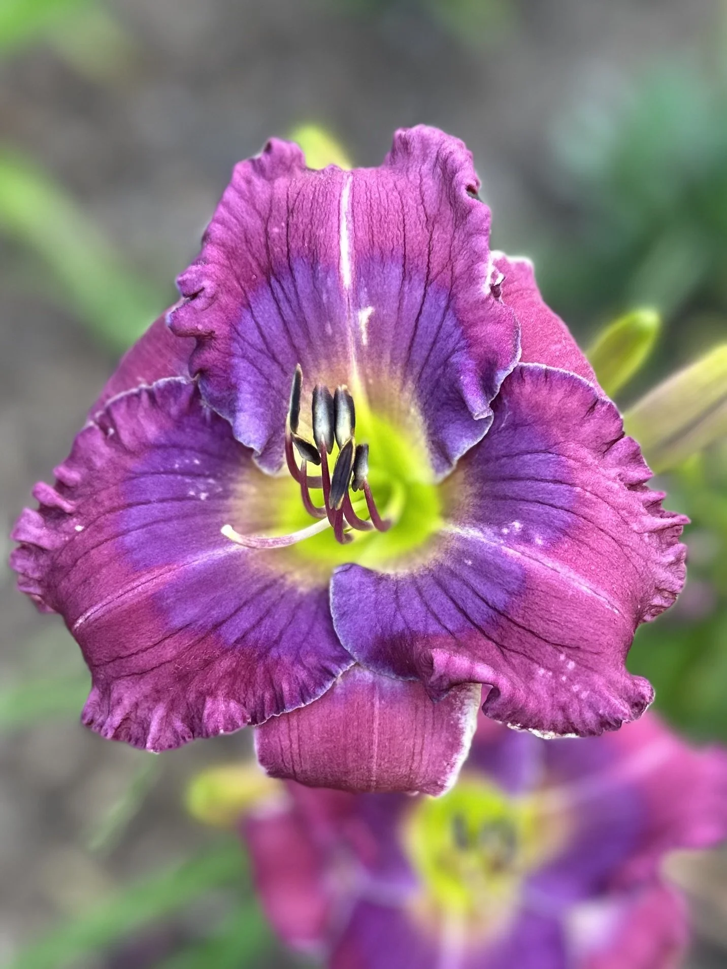 Cinderella Blue3.jpg