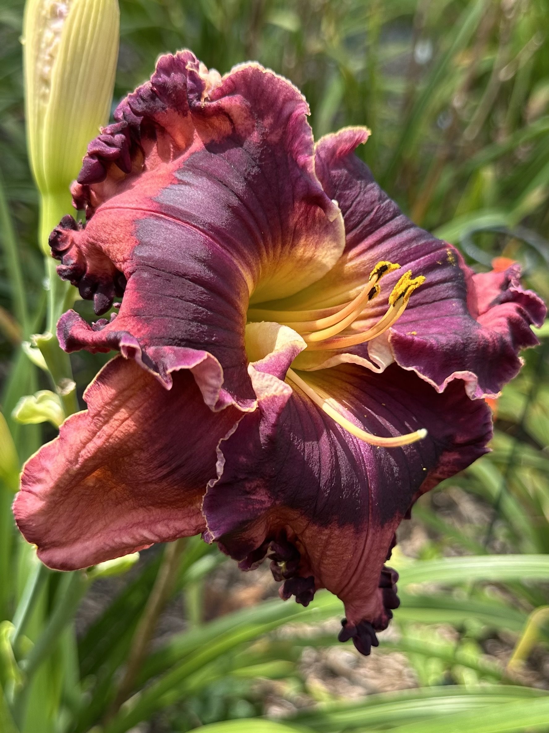 The Band Played On3.jpeg