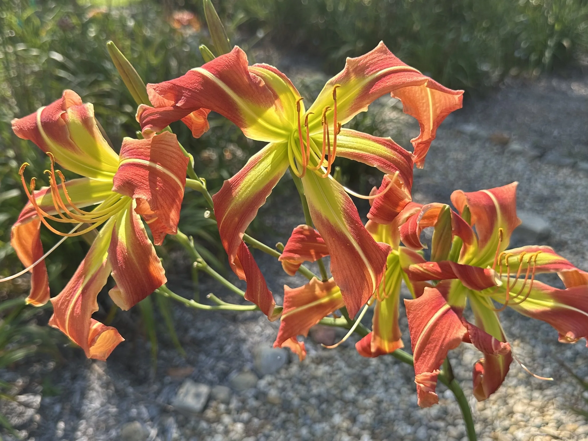 Fifty Ways To Leave Your Cat2.jpeg