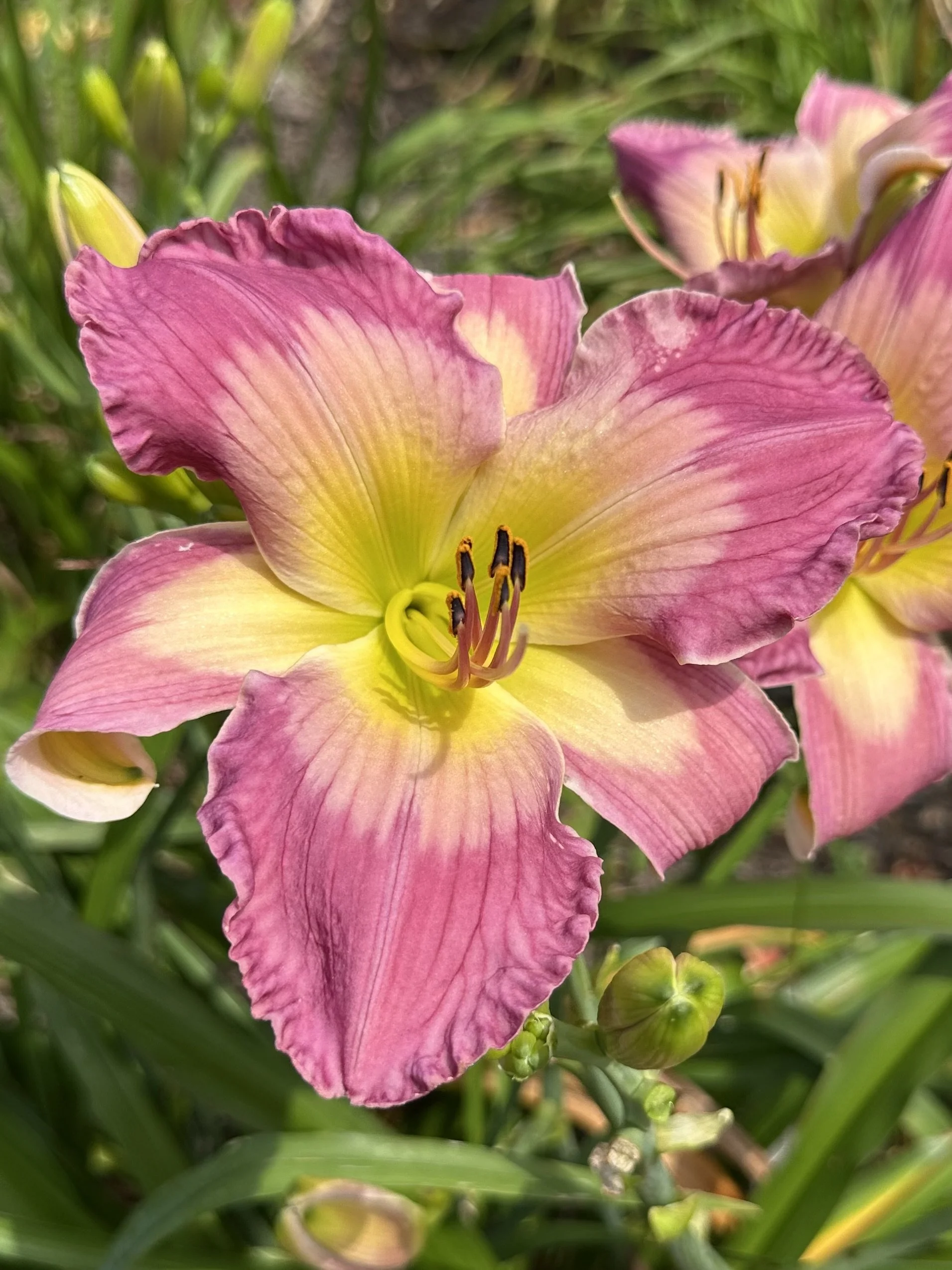 Panties In The Wind6.jpeg