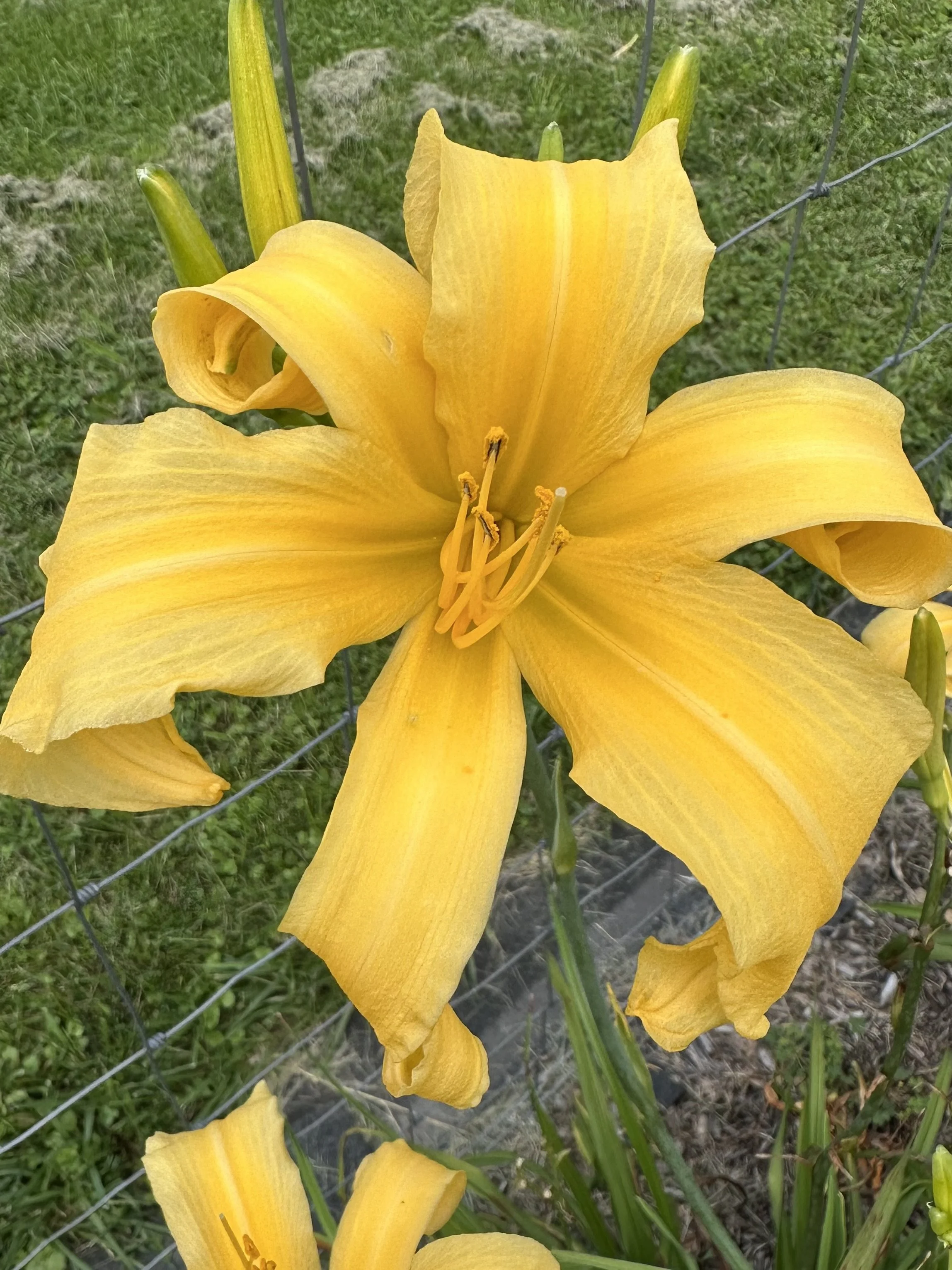 Celebrating Gold3.jpeg