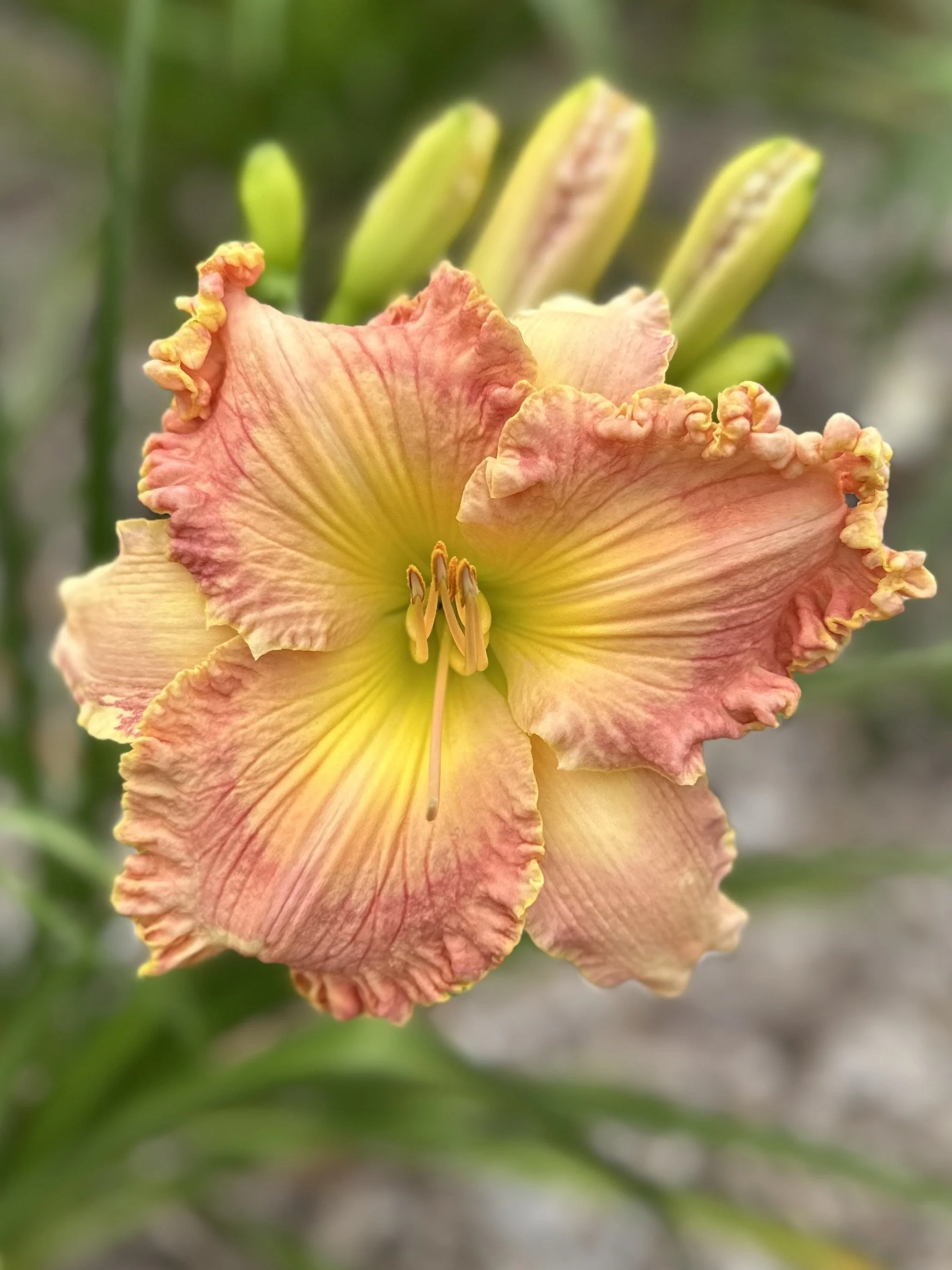 Furever In Our Hearts1.jpg