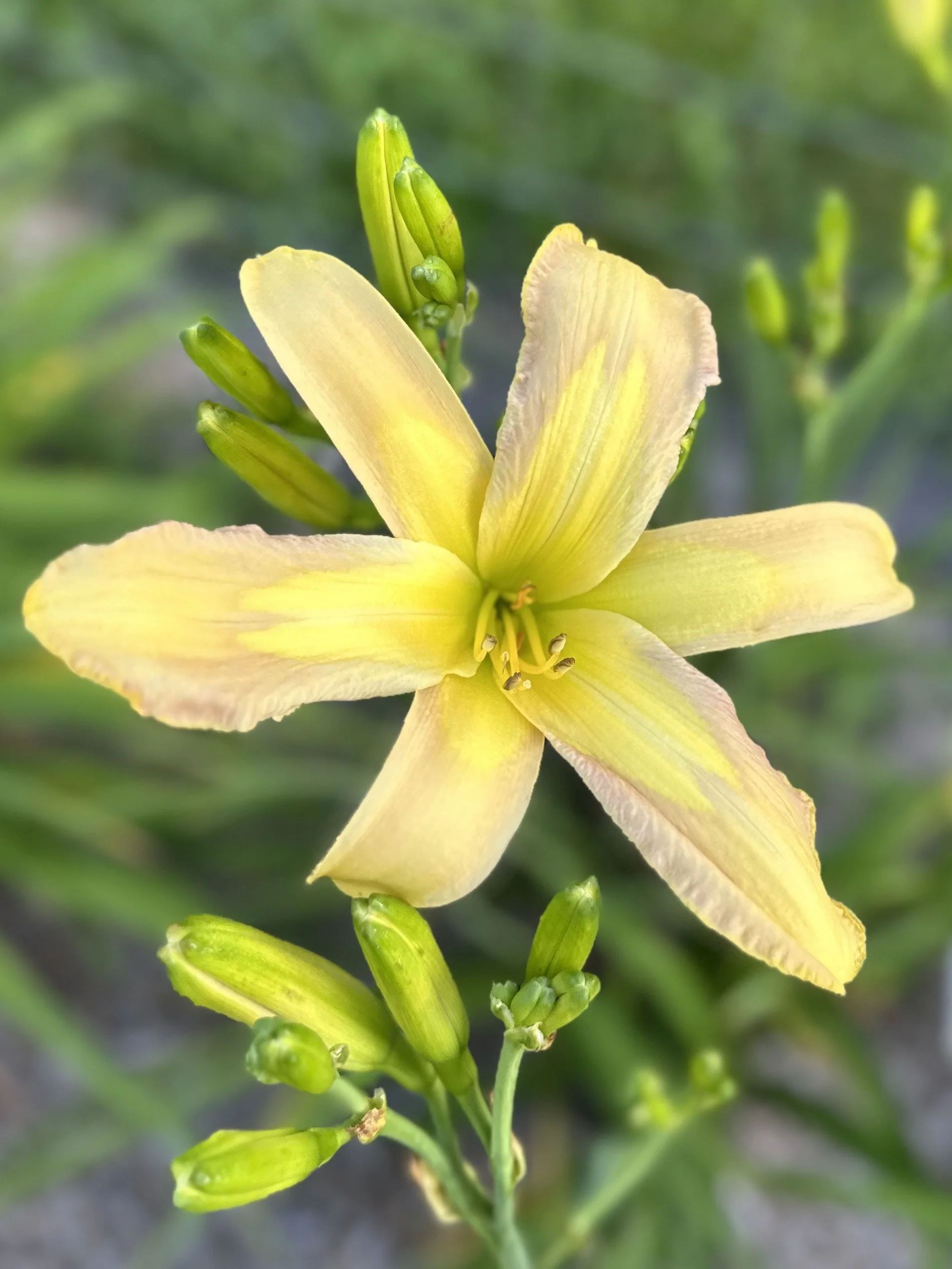 Alien Discovery1.jpg