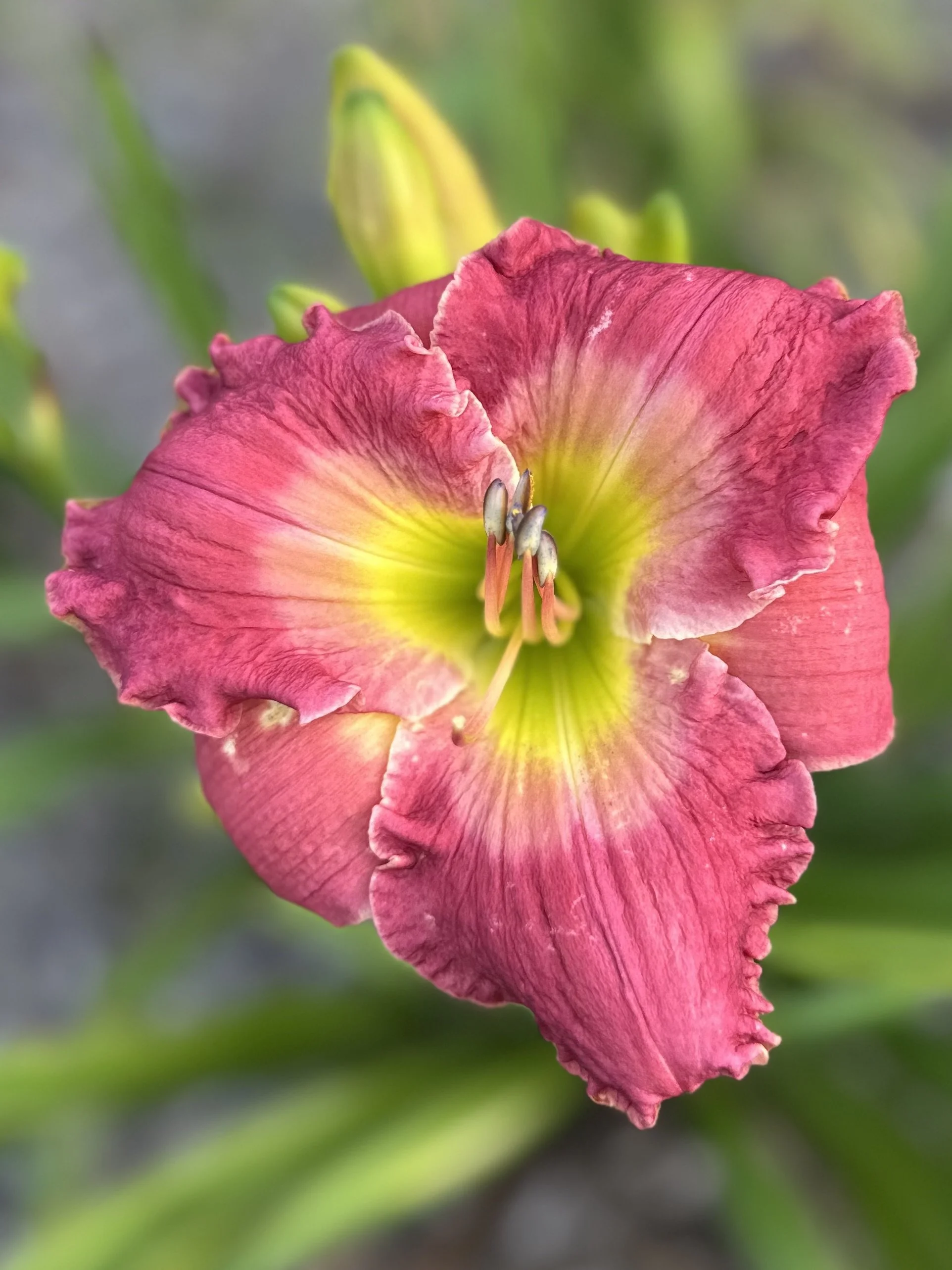 Occupy Your Garden3.jpg