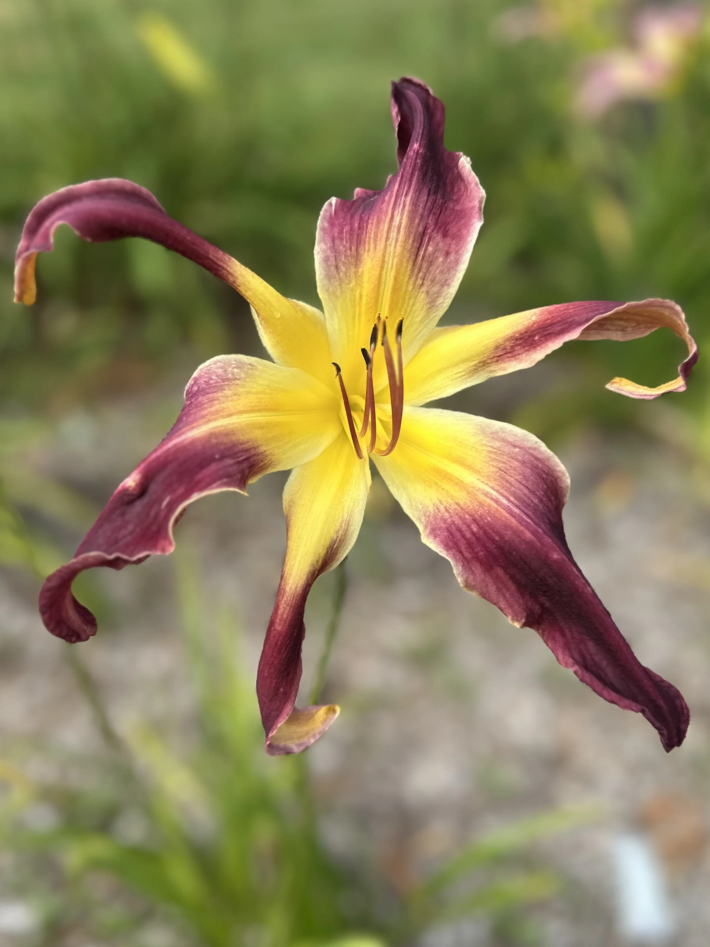 Windyhills Hidden Secrets3.jpg