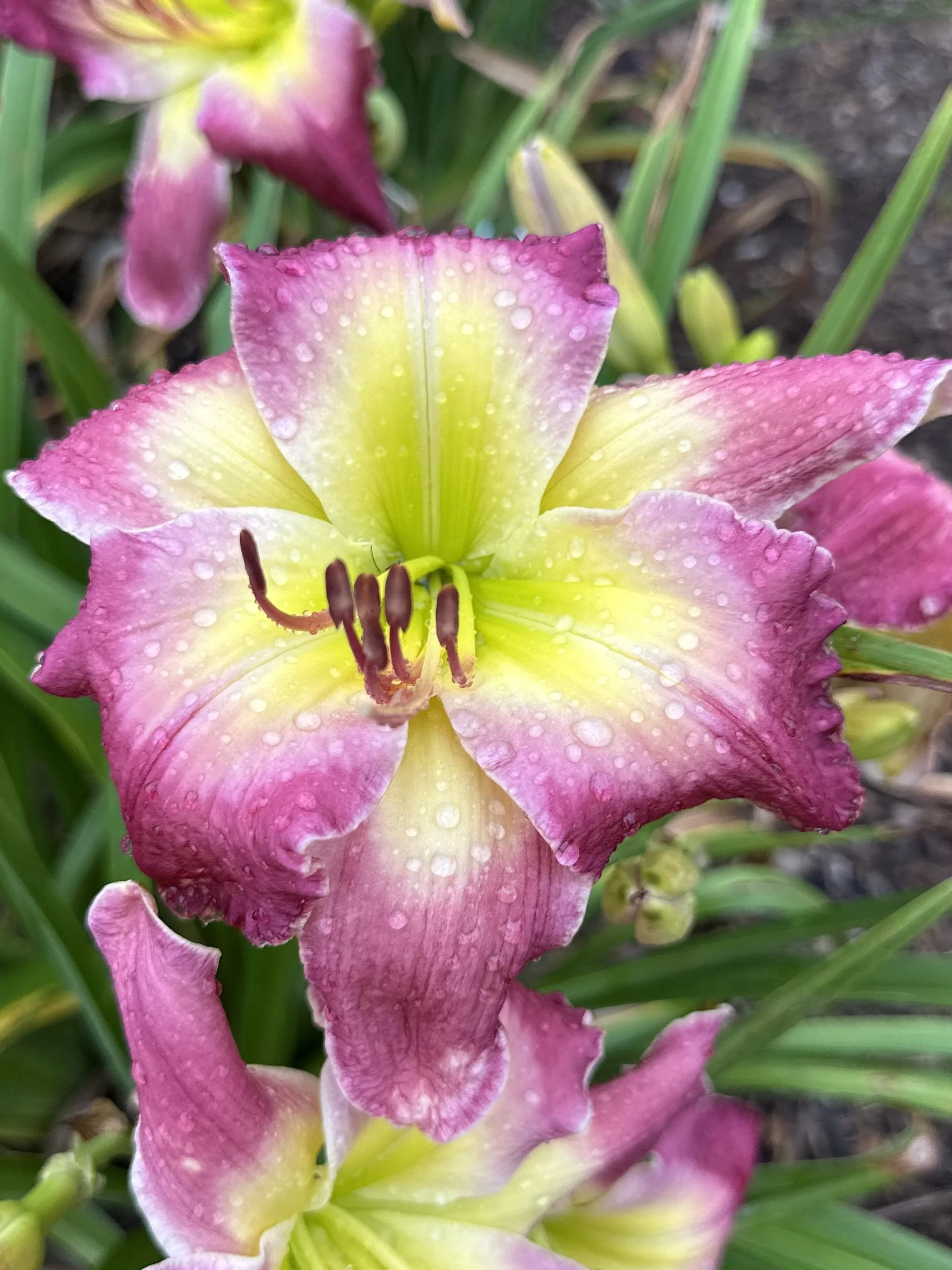 Jamal Khashoggi3.jpg