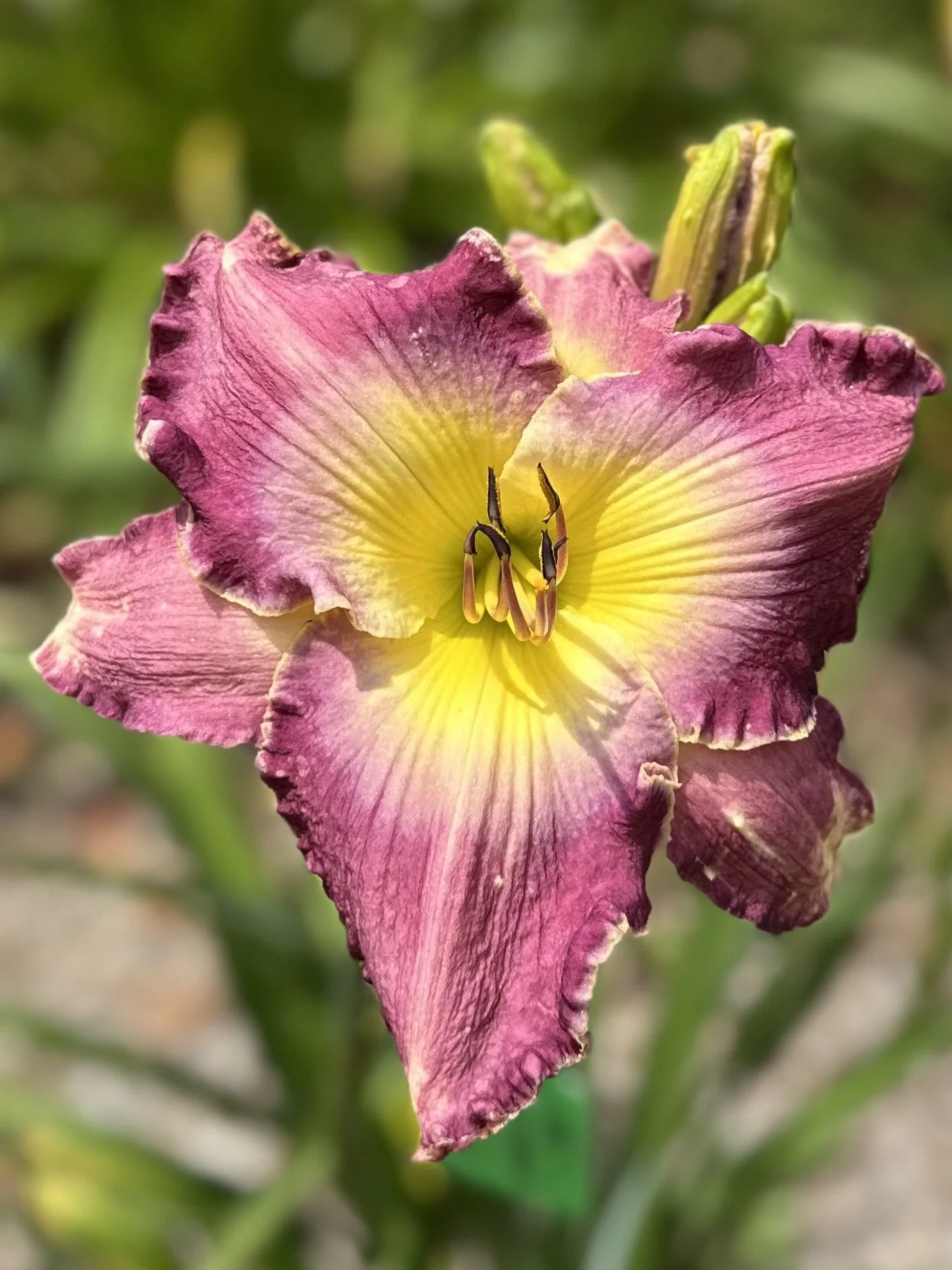 Sparkling Shiraz.jpg