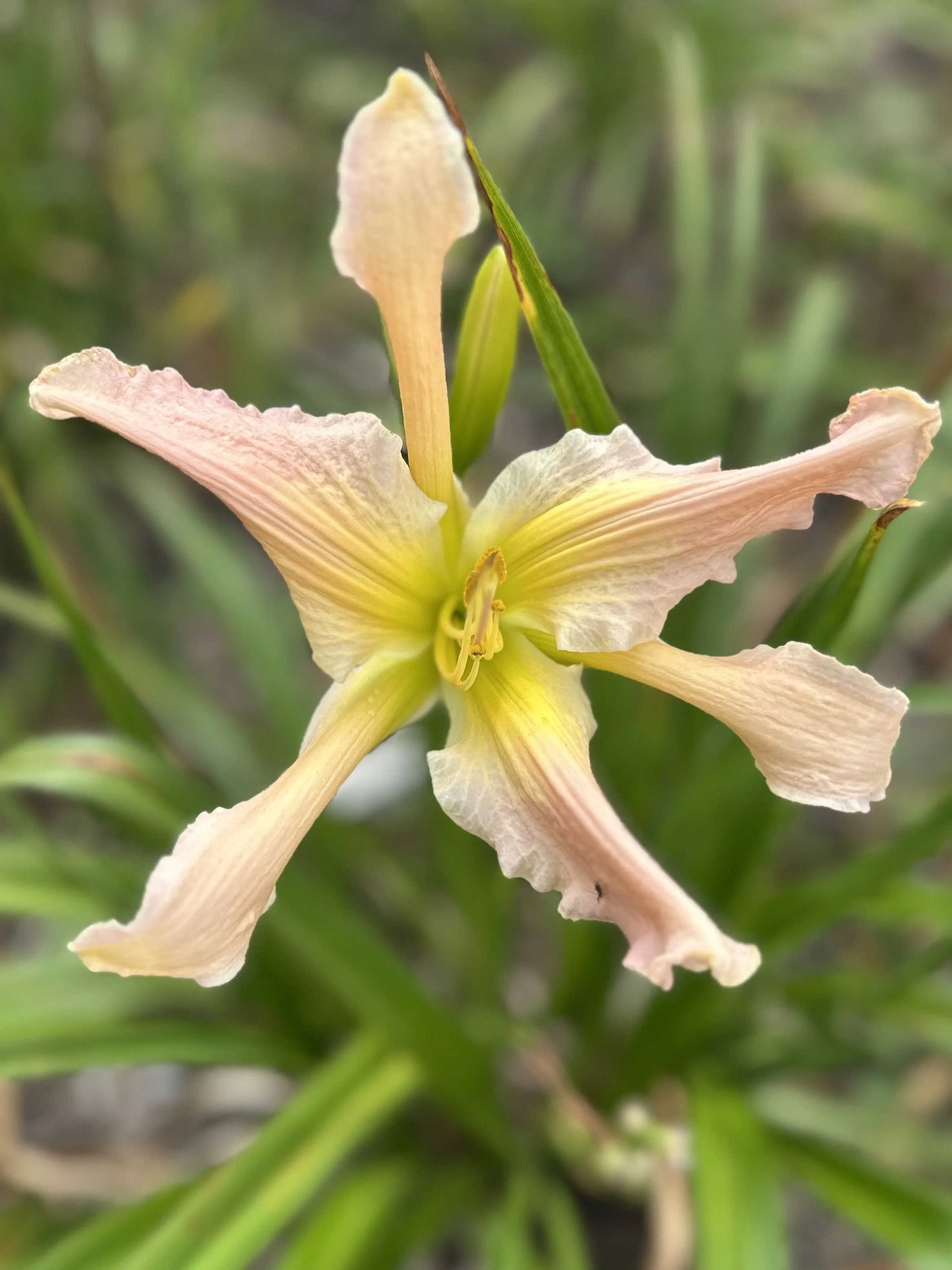 Long Island Mimi2.jpeg