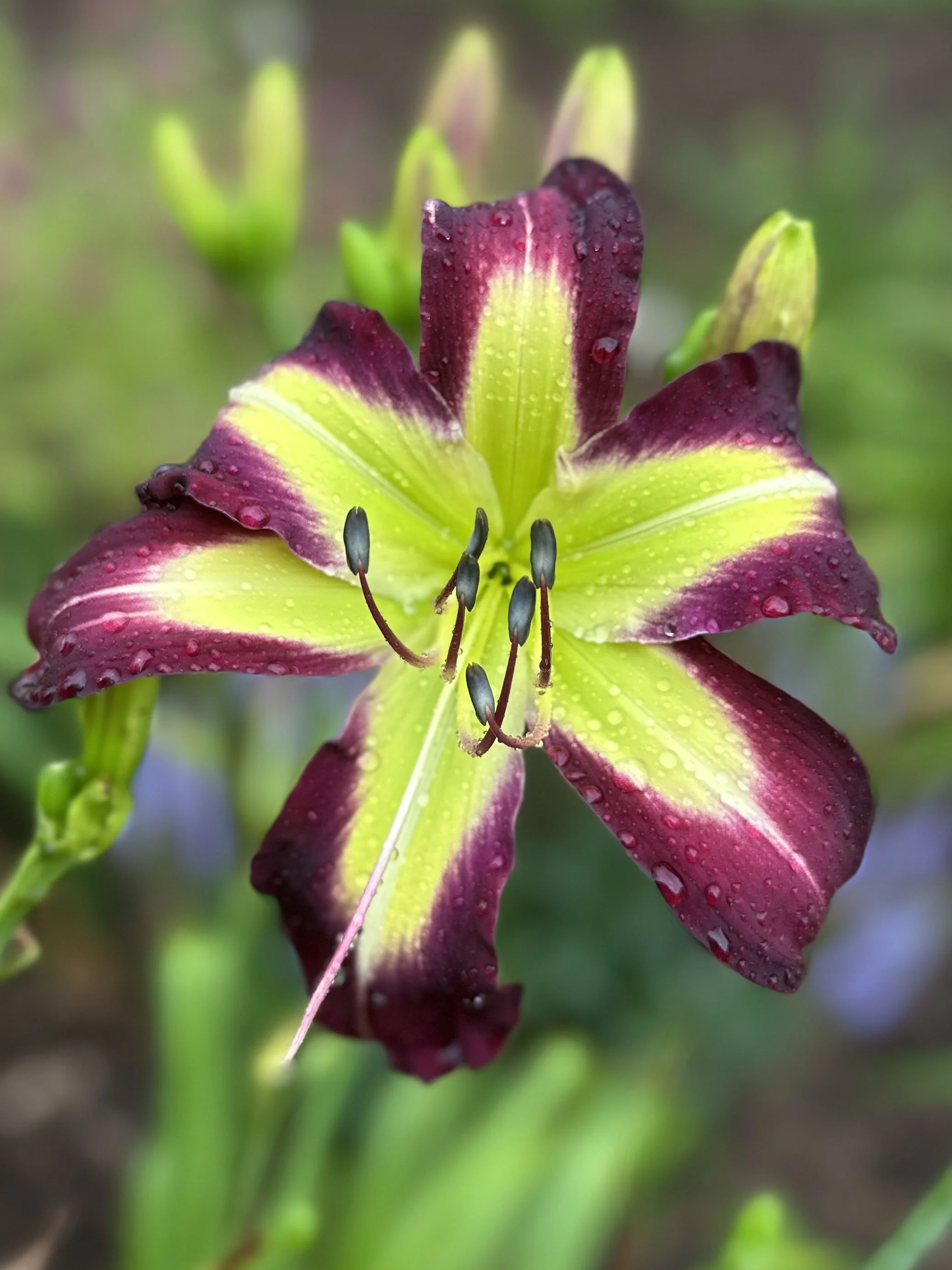 Cosmic Disclosure2.jpg