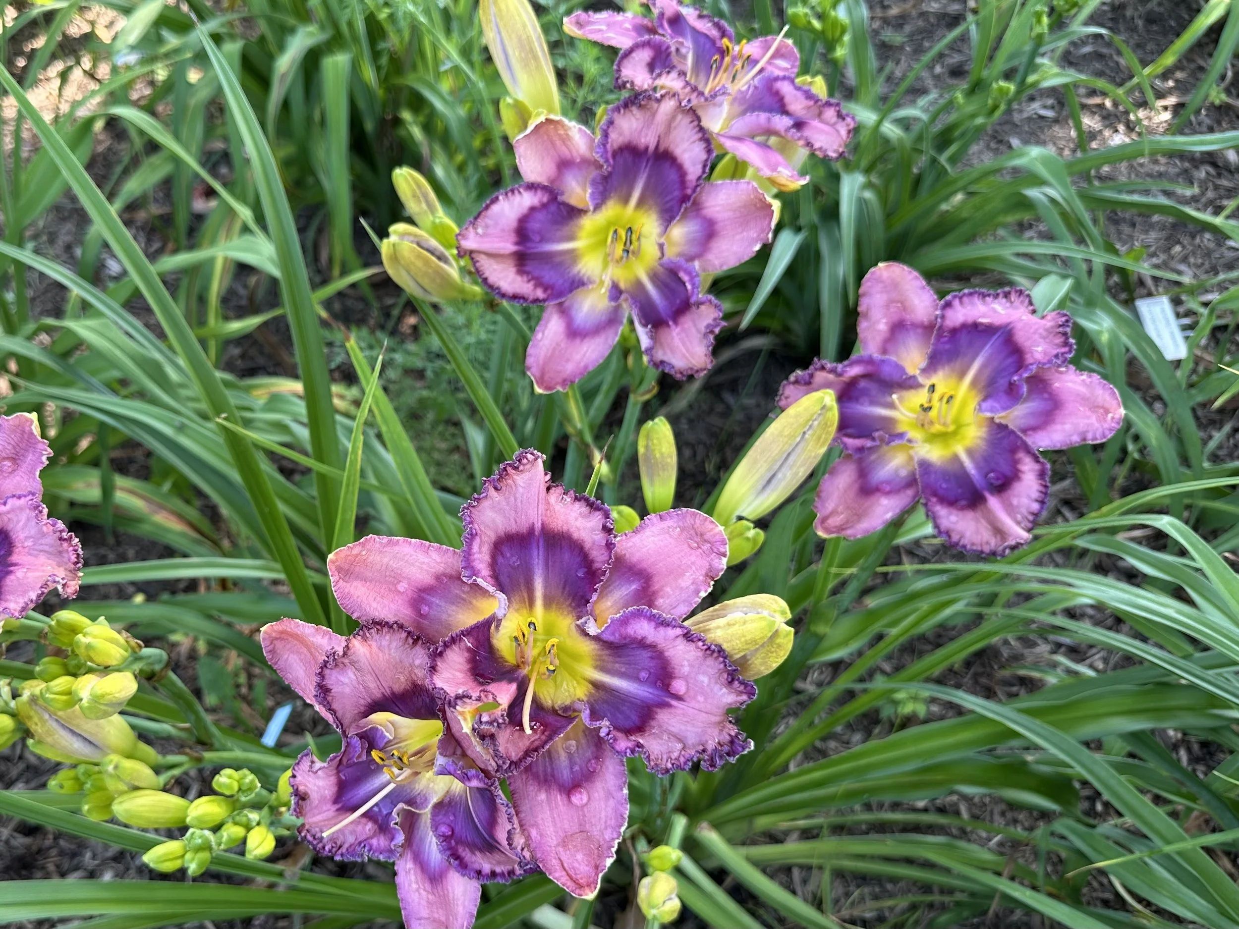 Pinewood Evening Star4.jpg