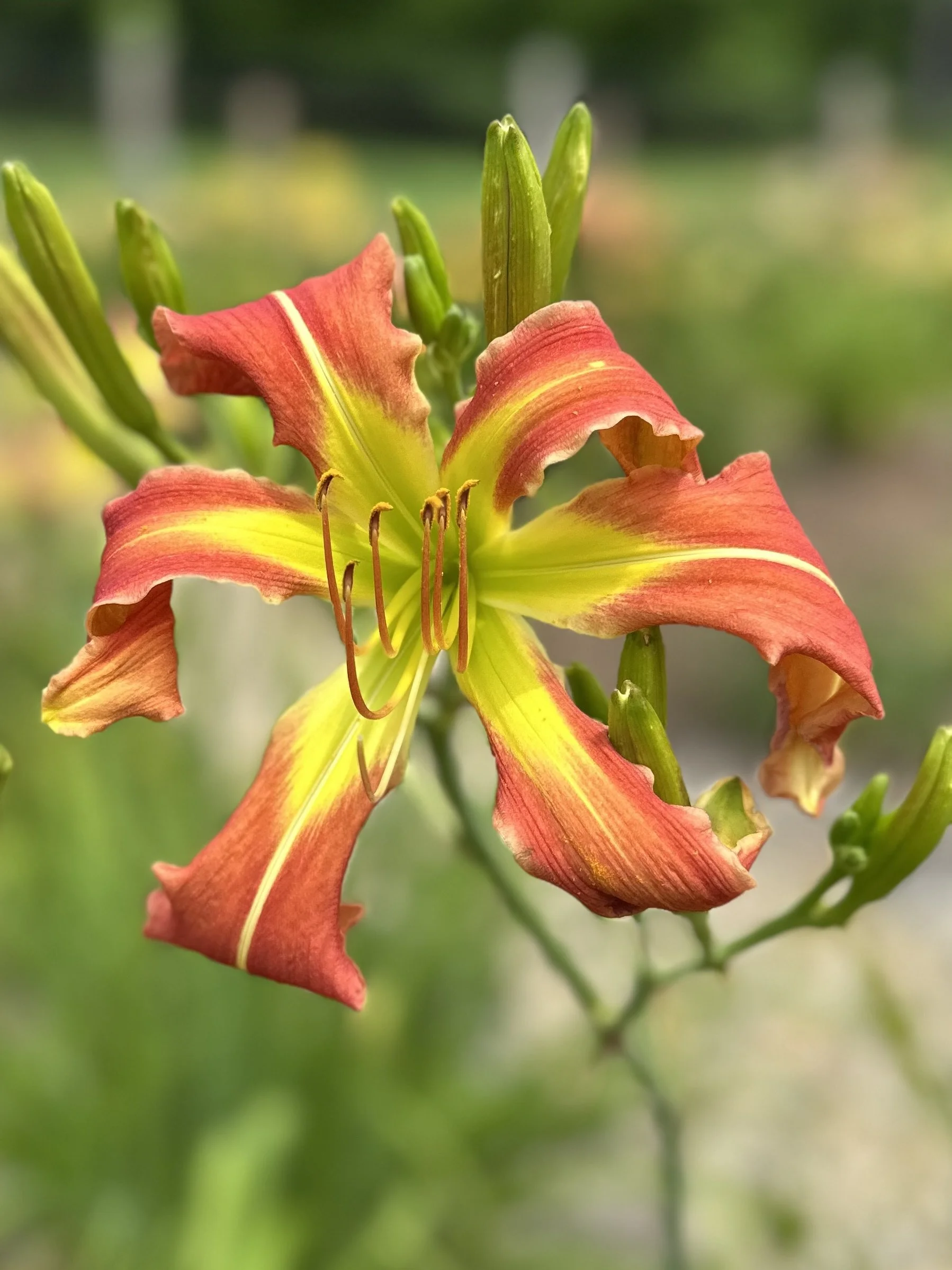 Fifty Ways To Leave Your Cat.jpg