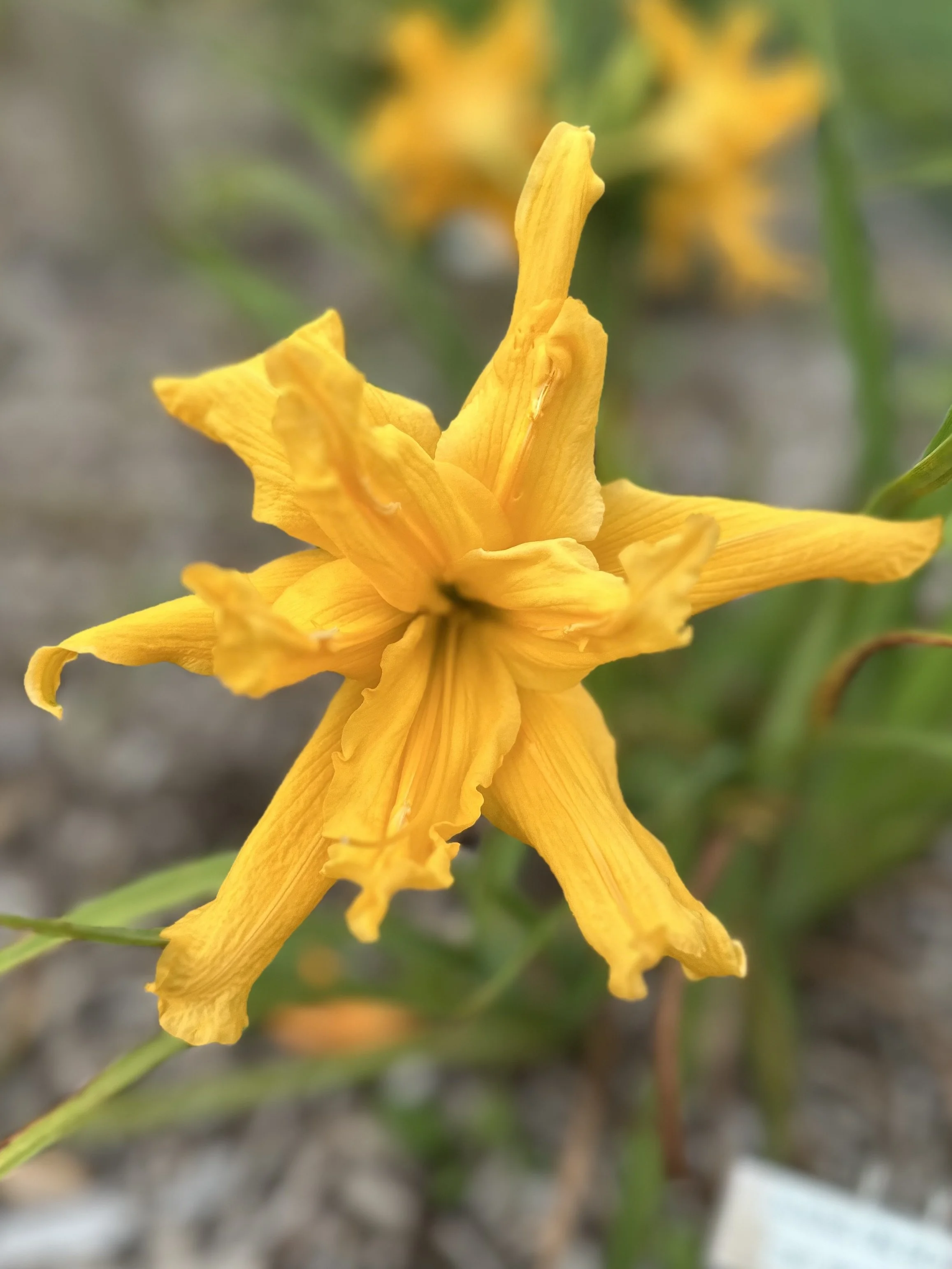 Aliens On Bourbon1.jpg