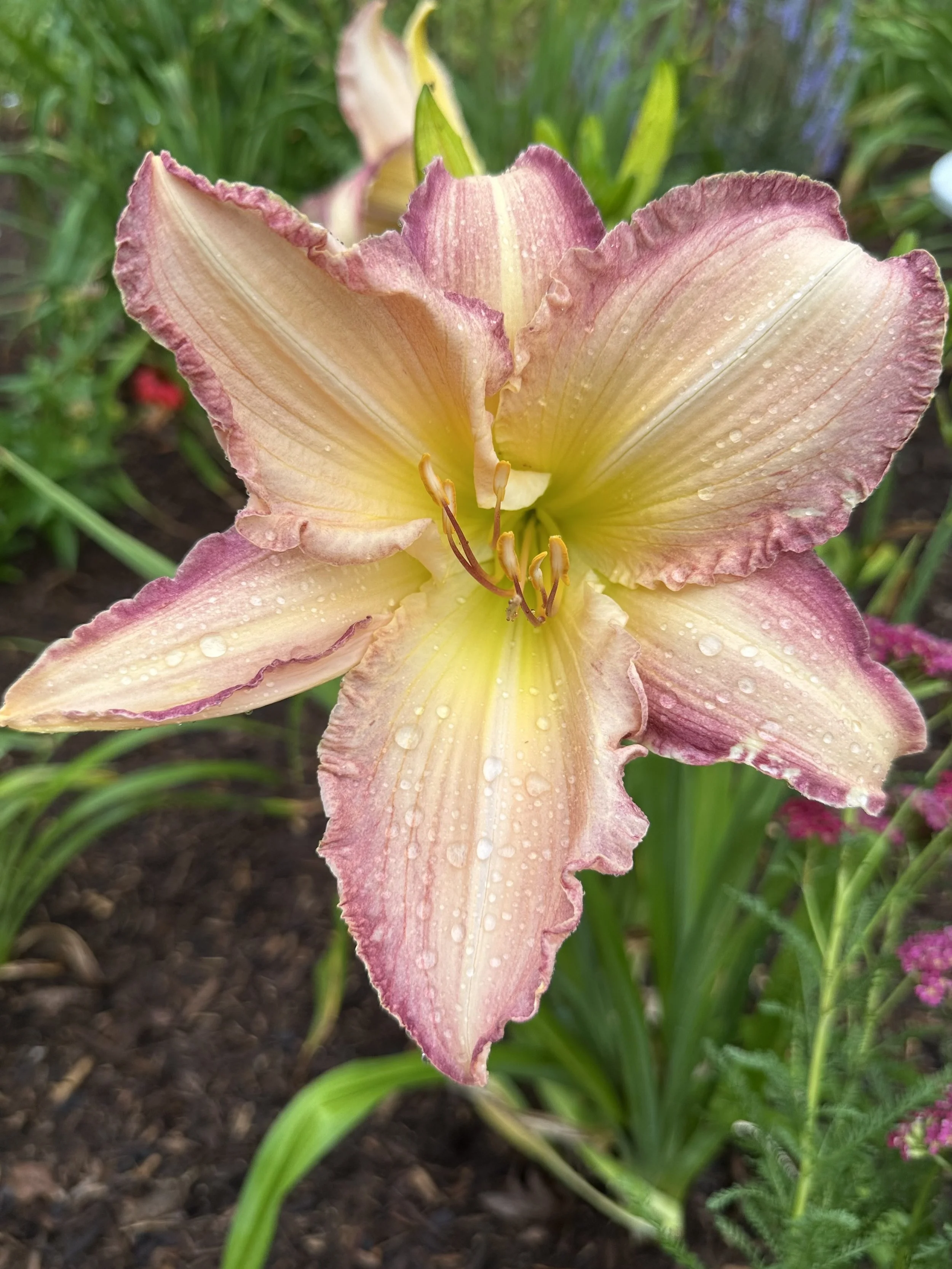 Angie's Biscuits And Jam1.jpg