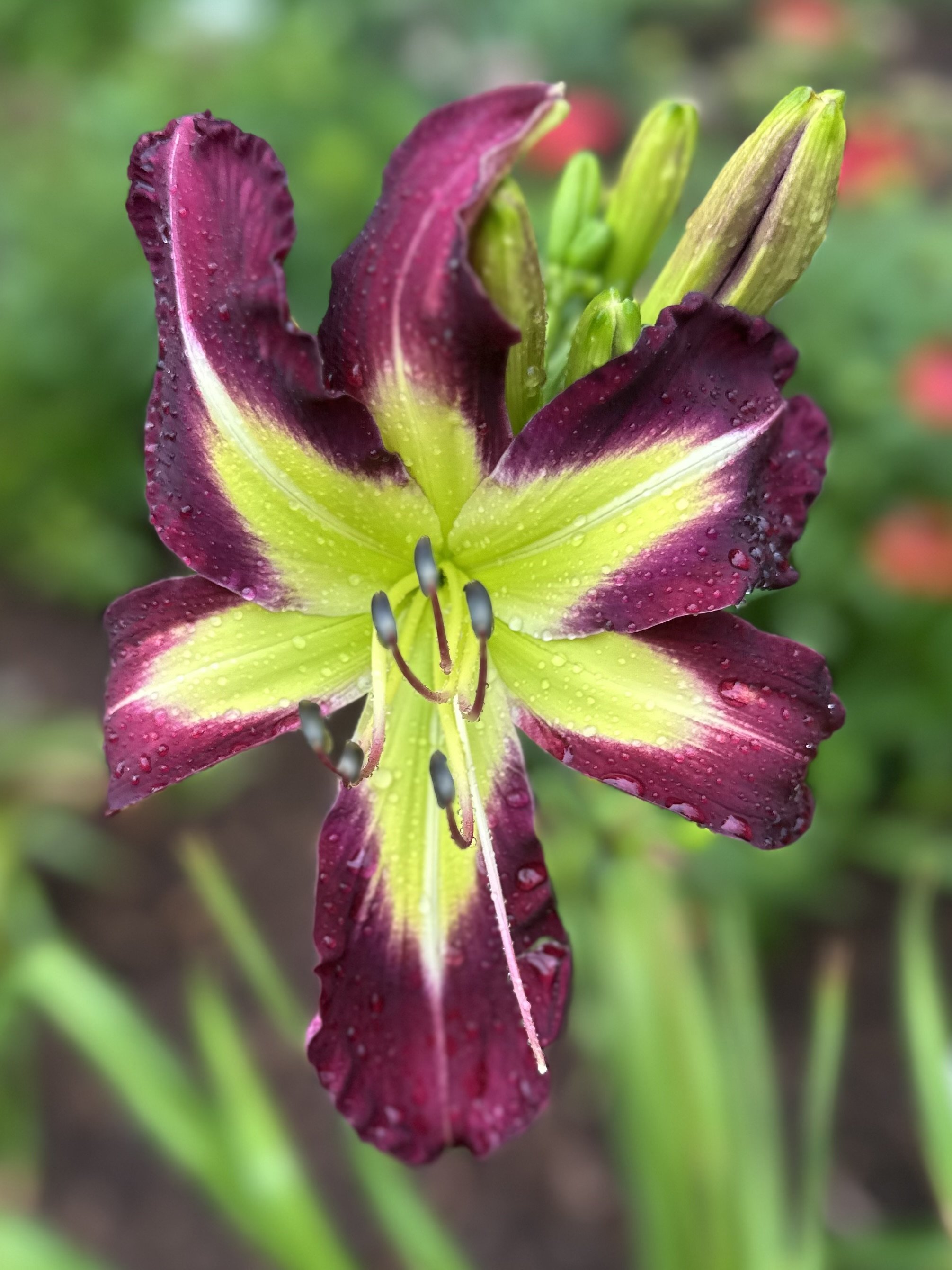 Cosmic Disclosure1.jpg