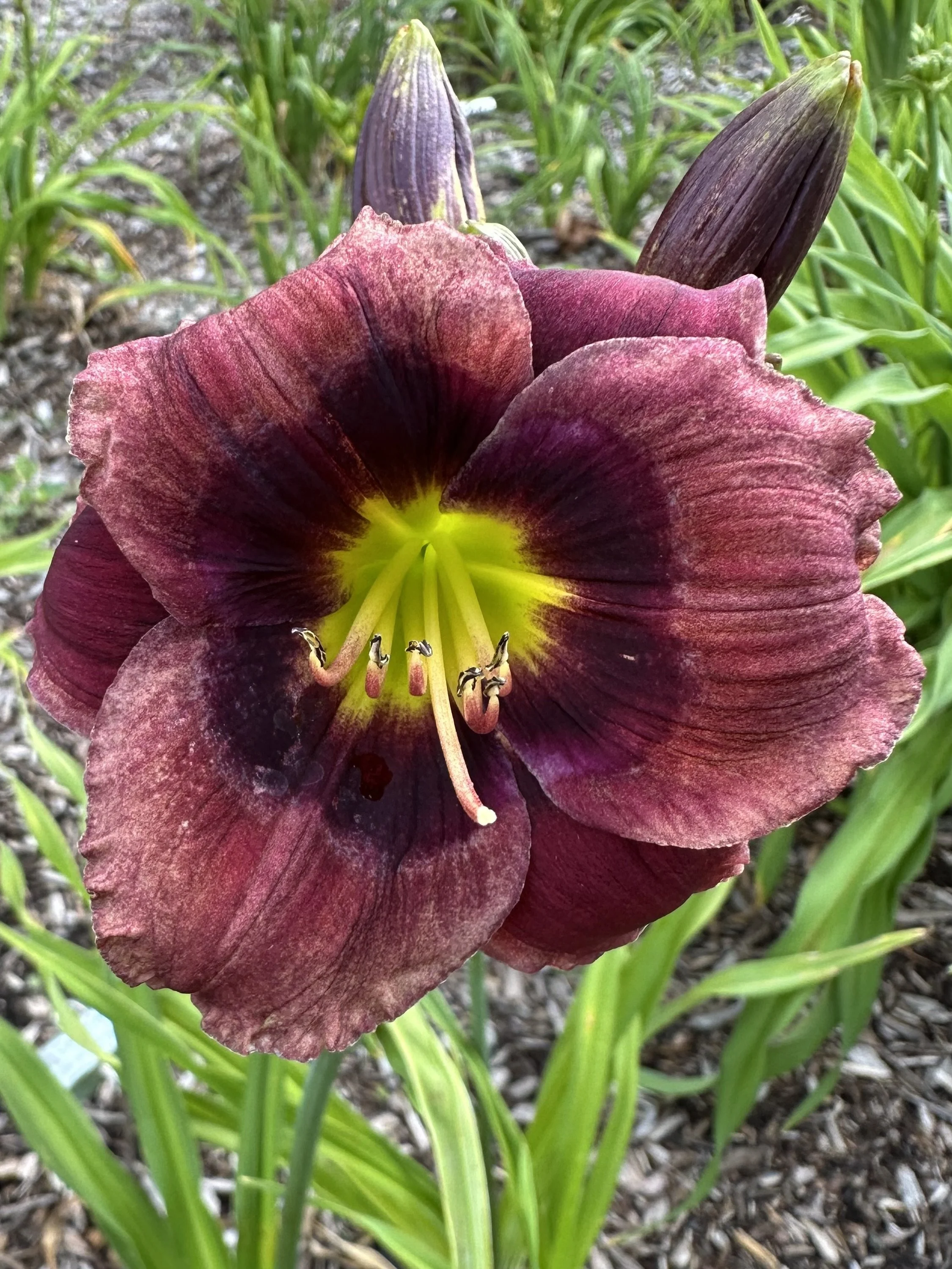 Lillian's Rainbow At Dawn1.jpg