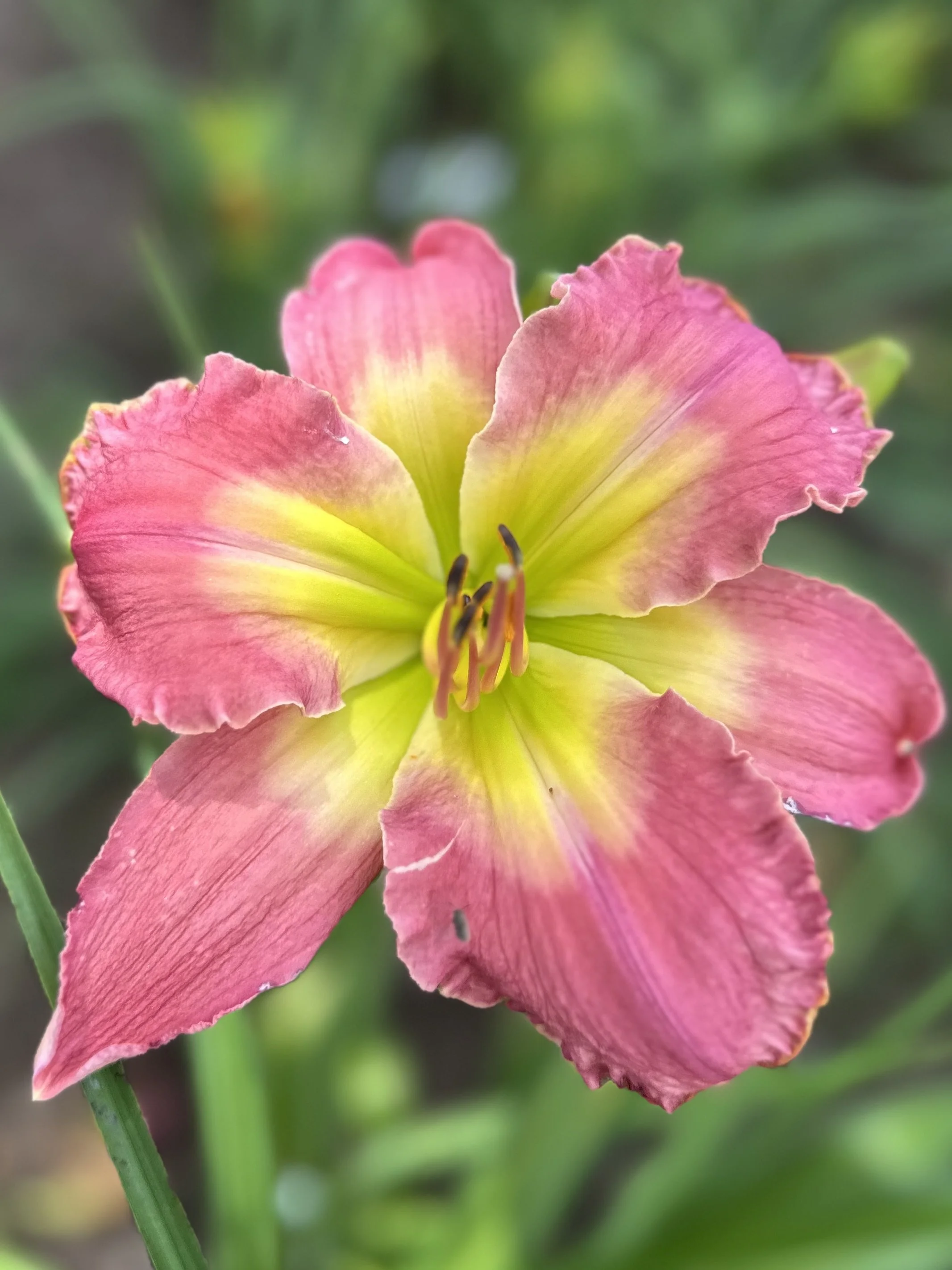 Patagonian Sunset6.jpg