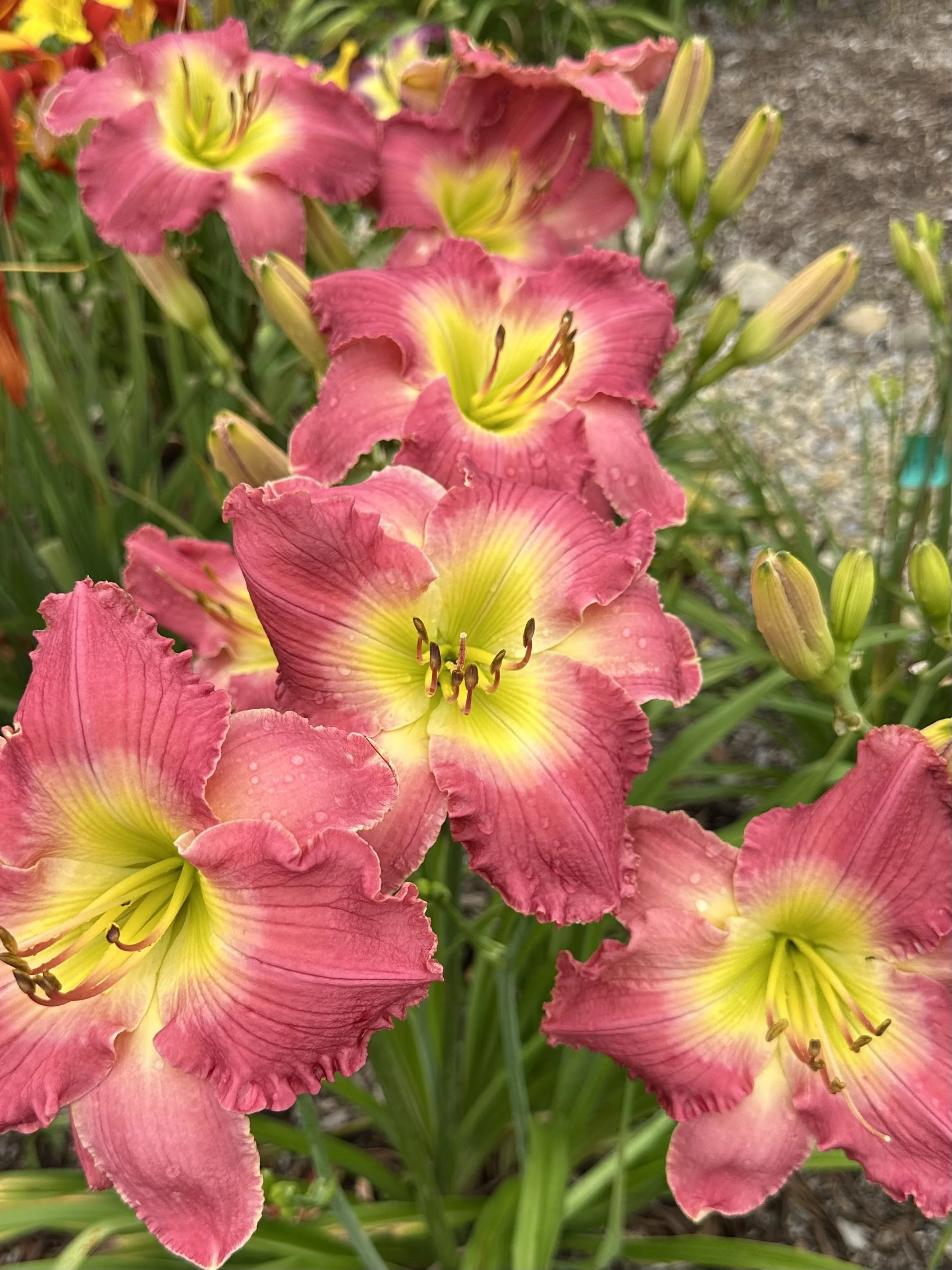 Diana Cooke Tuppeny2.jpg