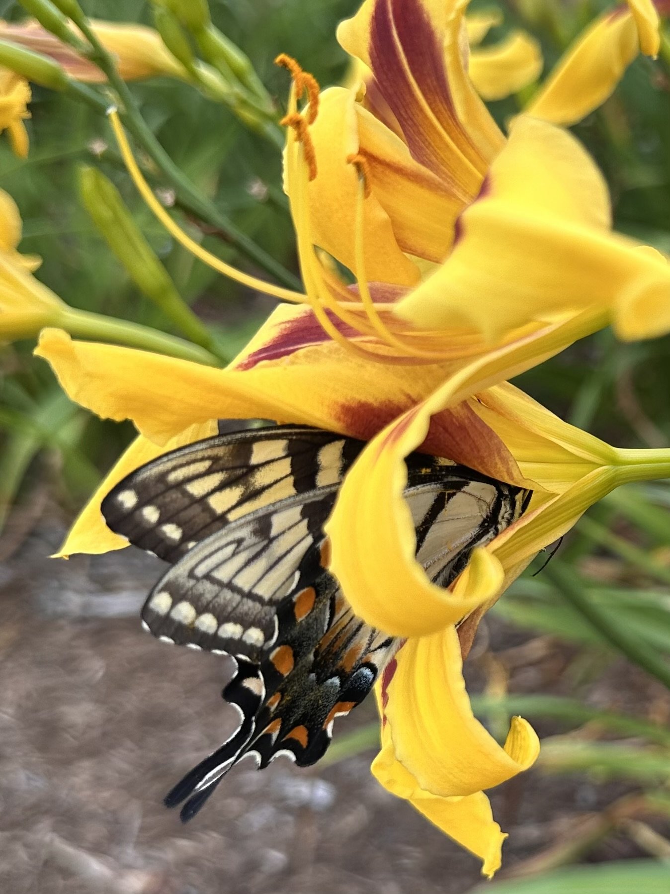 Dances With Butterflies5.jpeg