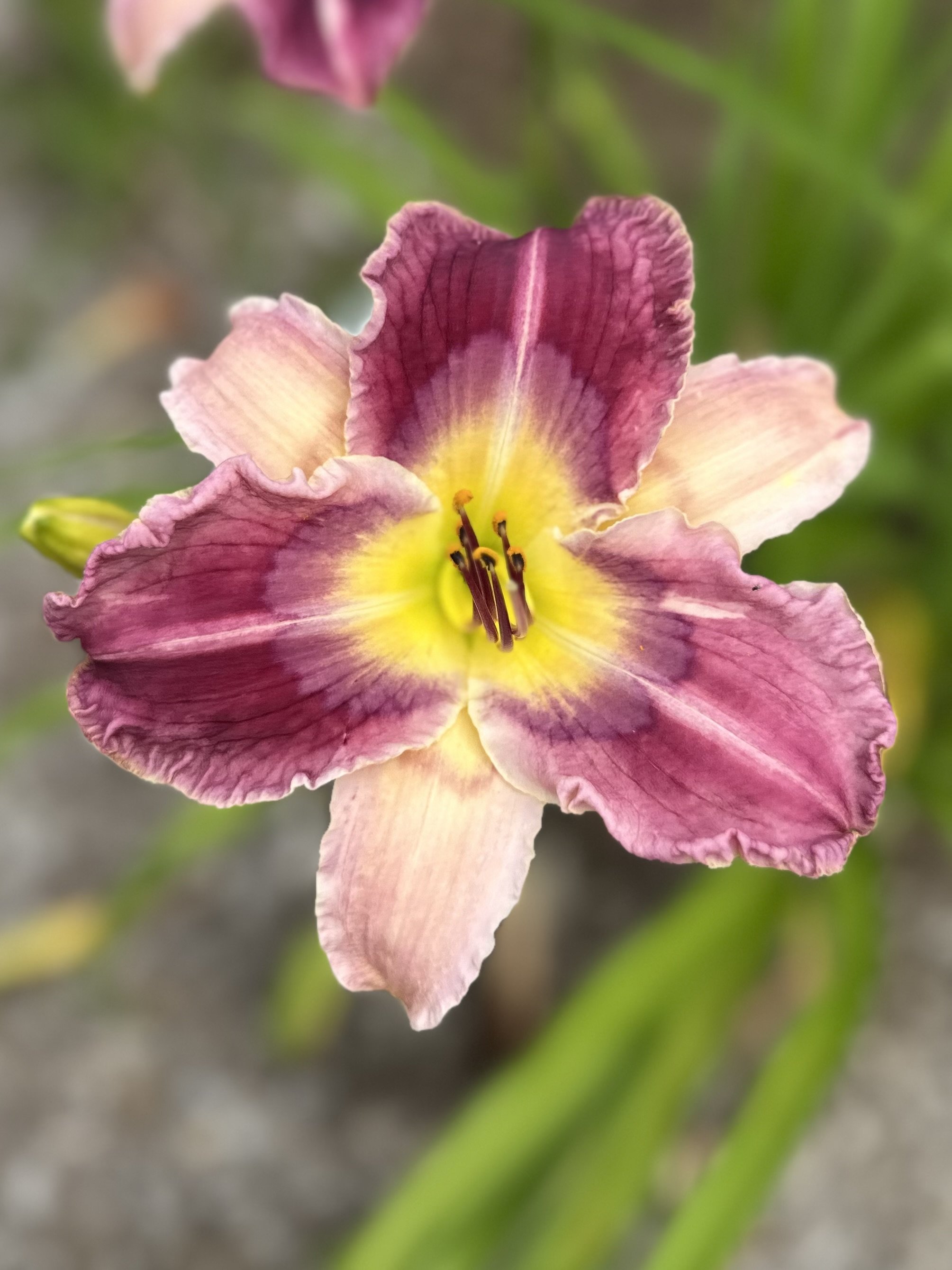 Disturbance In The Force1.jpg