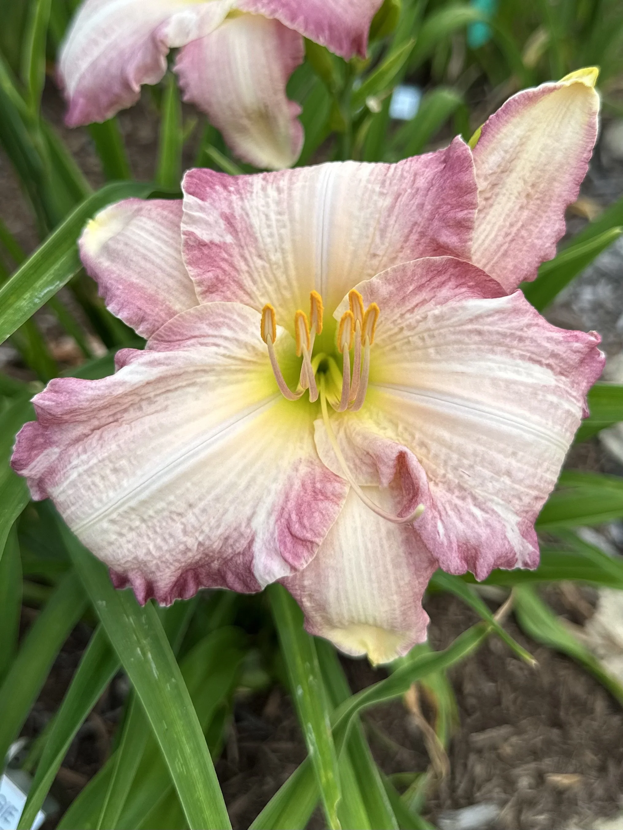 LOVELY MARGIE
