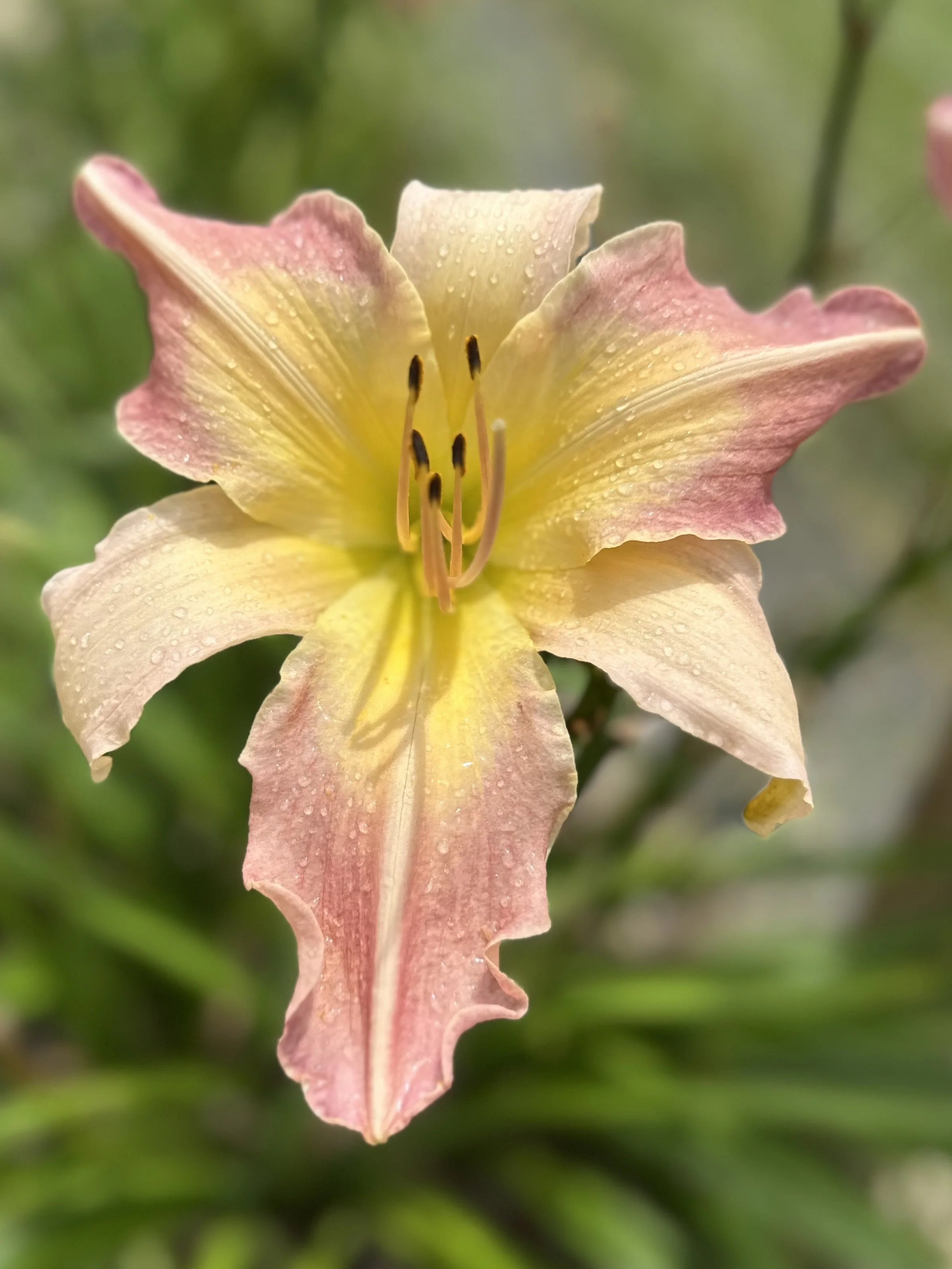 Heavenly Mr. Fantastic1.jpg