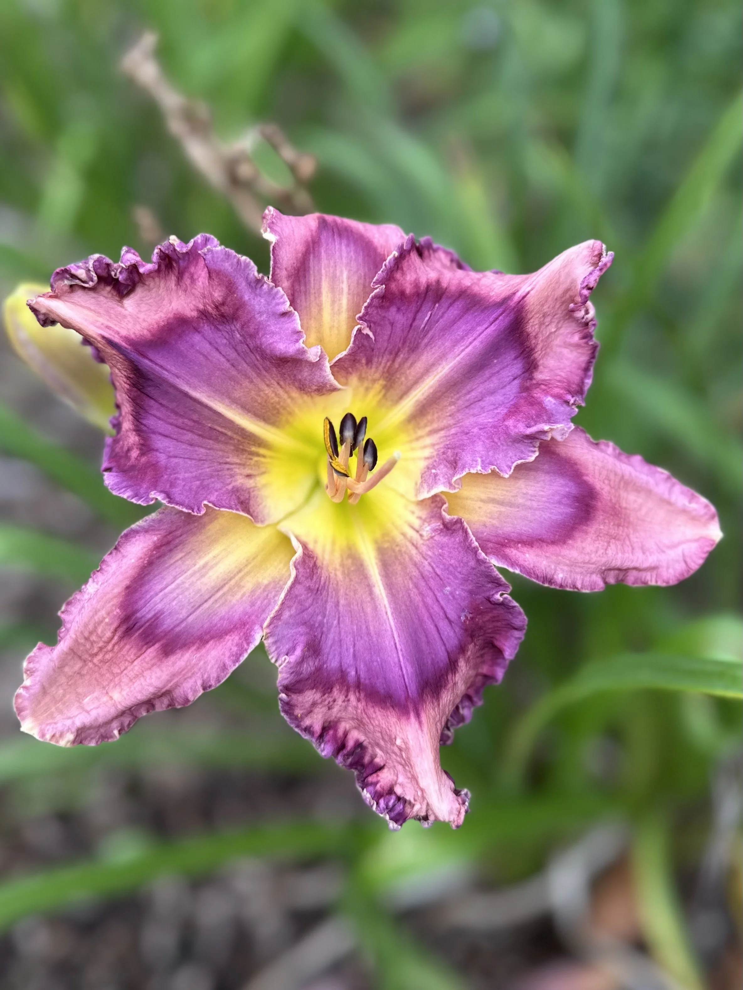 Pinewood Evening Star5.jpg