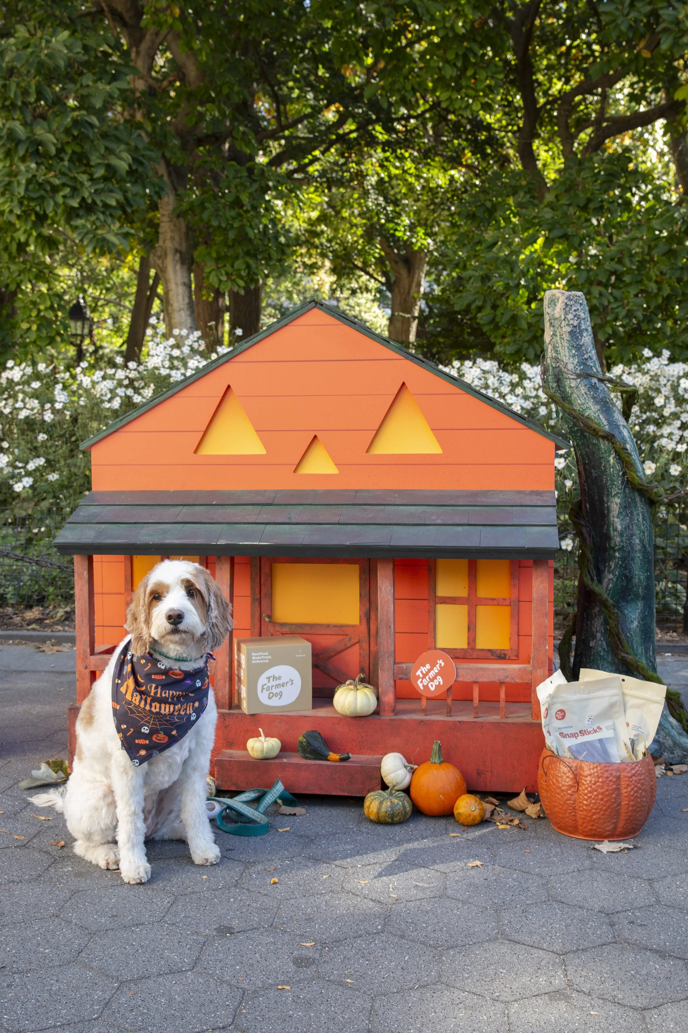 Farmers Dog_WSP_94.jpg