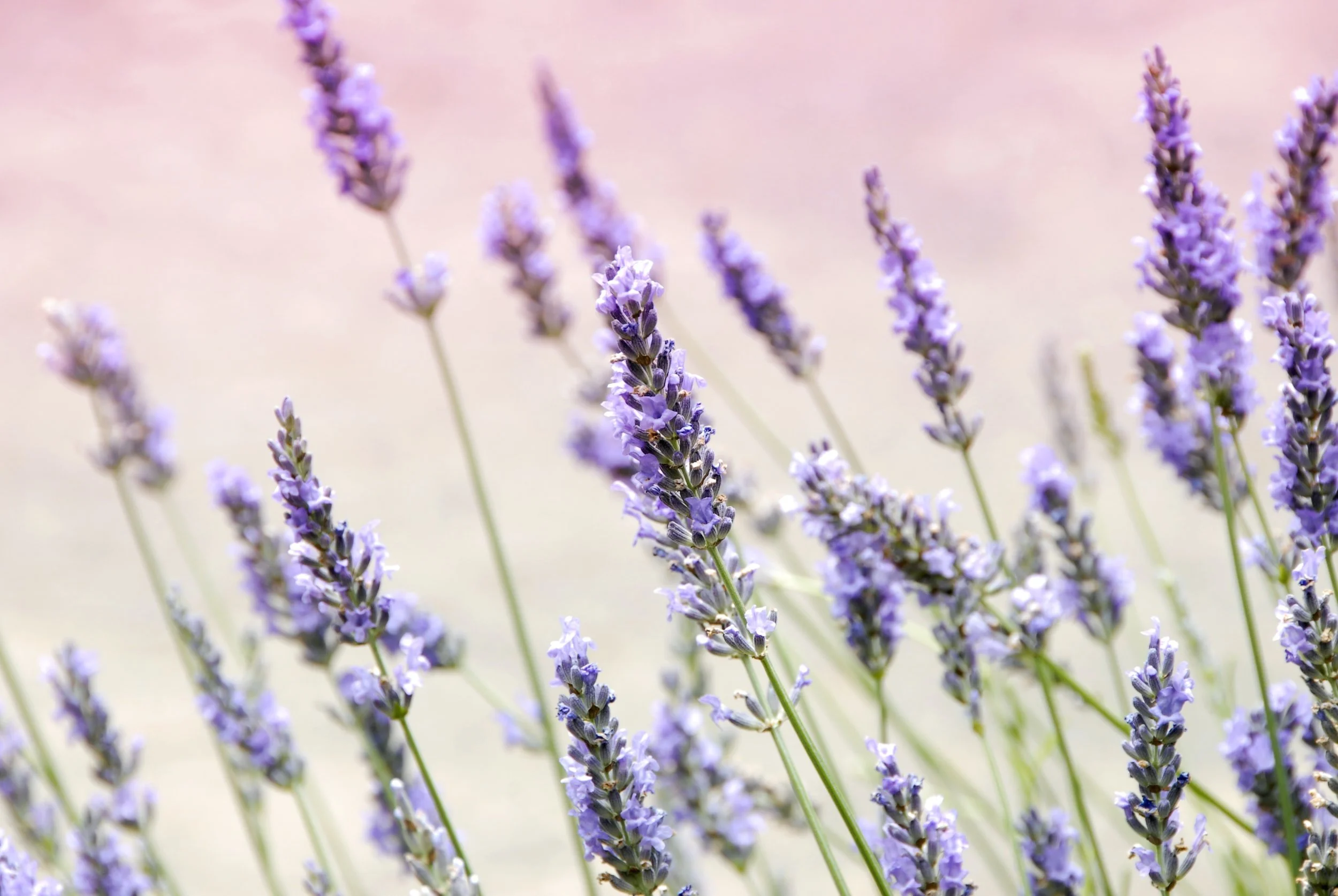 unsplash-image-_2oDf30N6BY.jpg