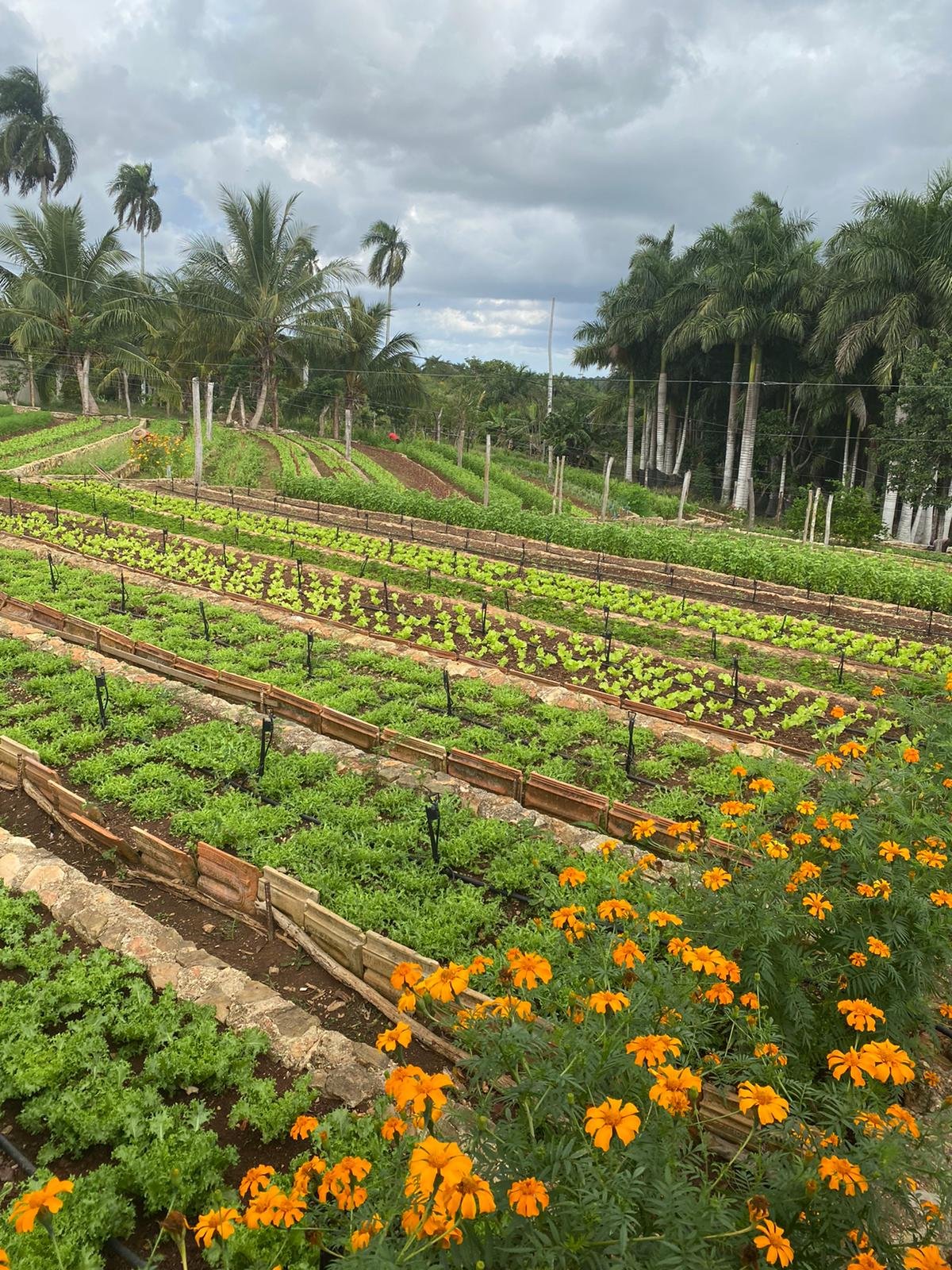 Farm with raised beds in Cuba - January 2022